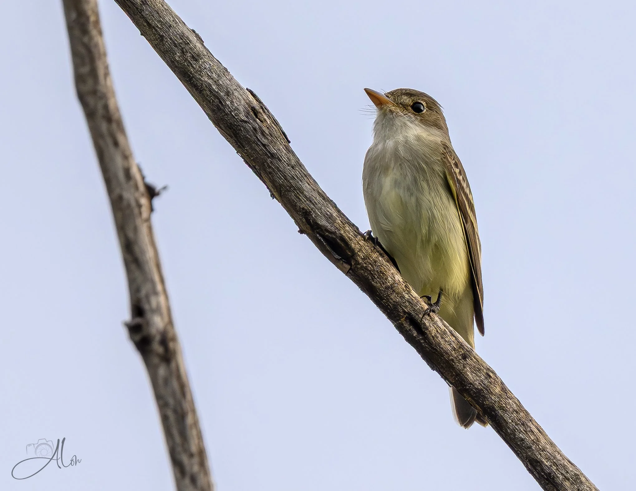 Warming Up (Willow Flycatcher) 0Z83985