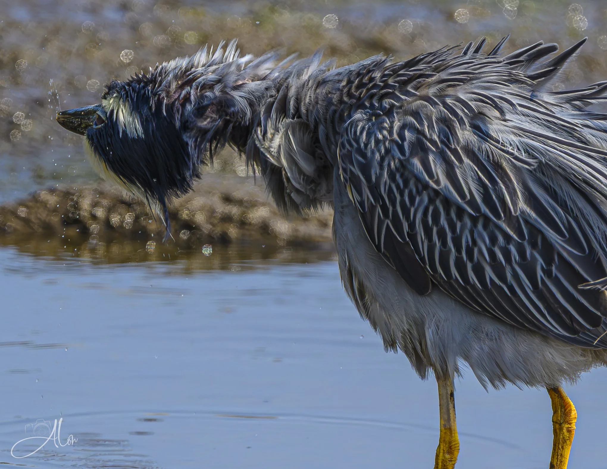 Twizzler (Yellow-Crowned Night Heron) Z8062826_6387