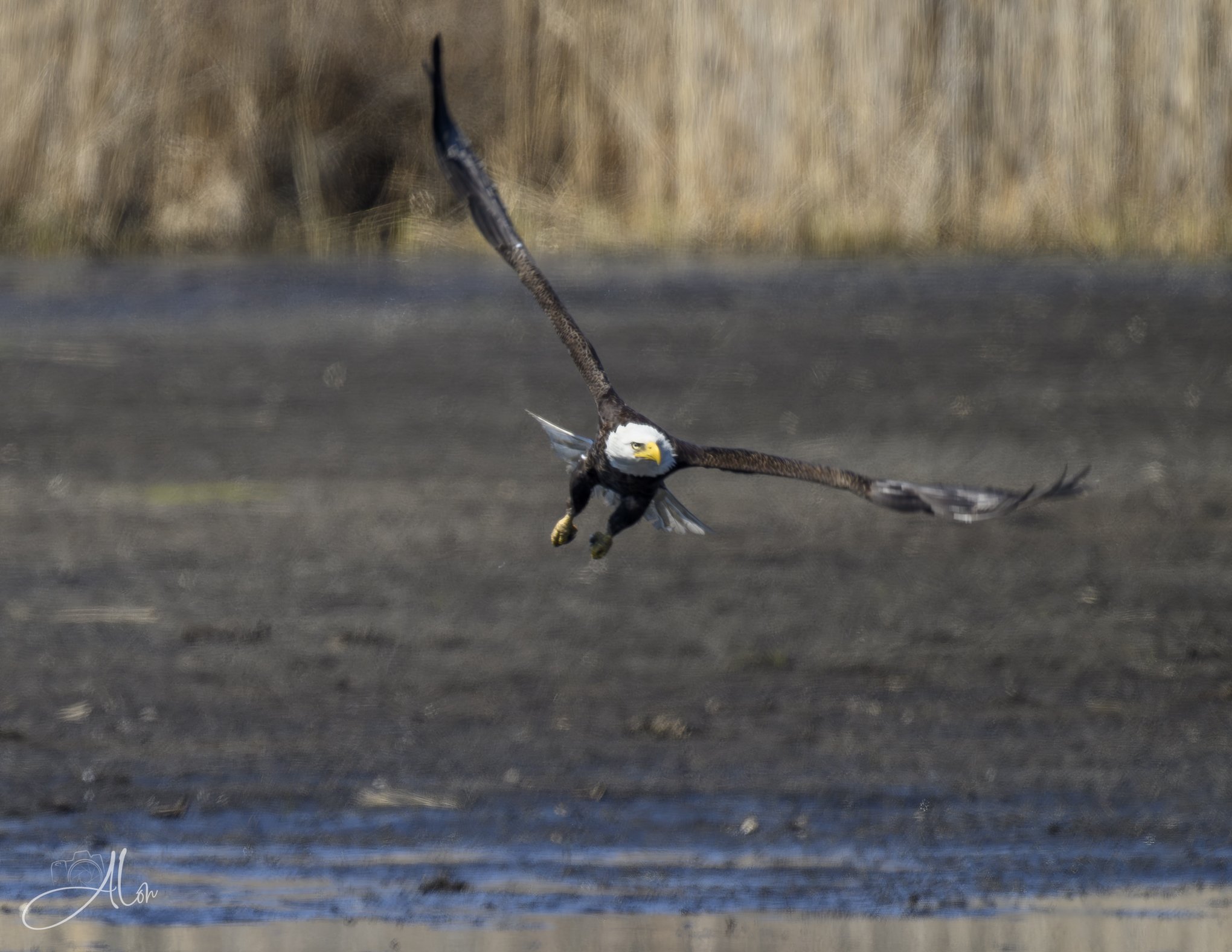 Center of Gravity
(Bald Eagle)
0Z83091