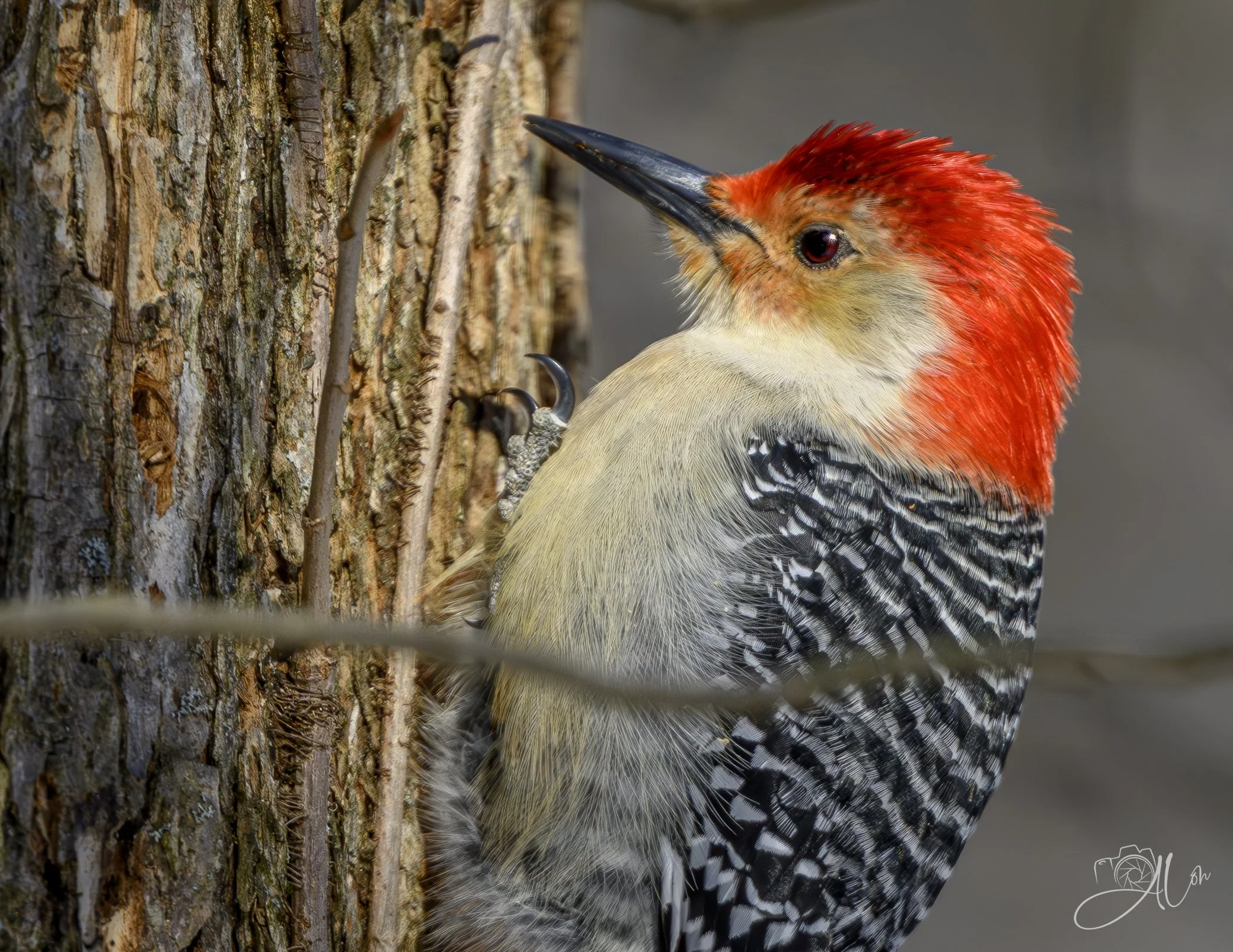 Pissed
(Red-Bellied Woodpecker)
0Z85263