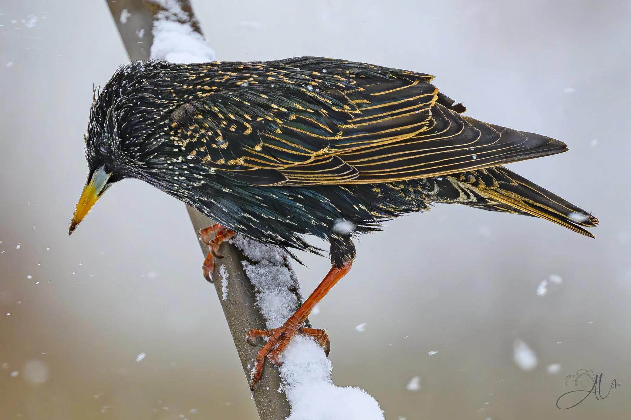 Disruptor
(European Starling)
0Z88075