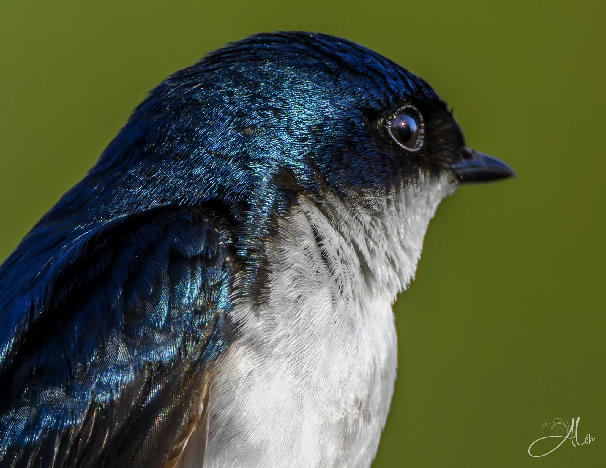 (Tree Swallow)
0Z84853