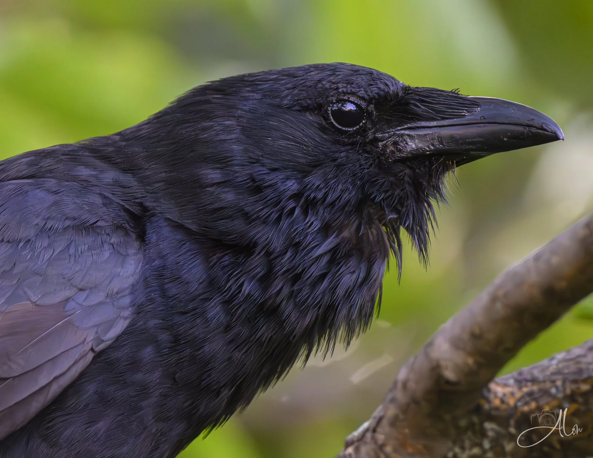 Getting to Know You (Fish Crow) Z8070326_3251