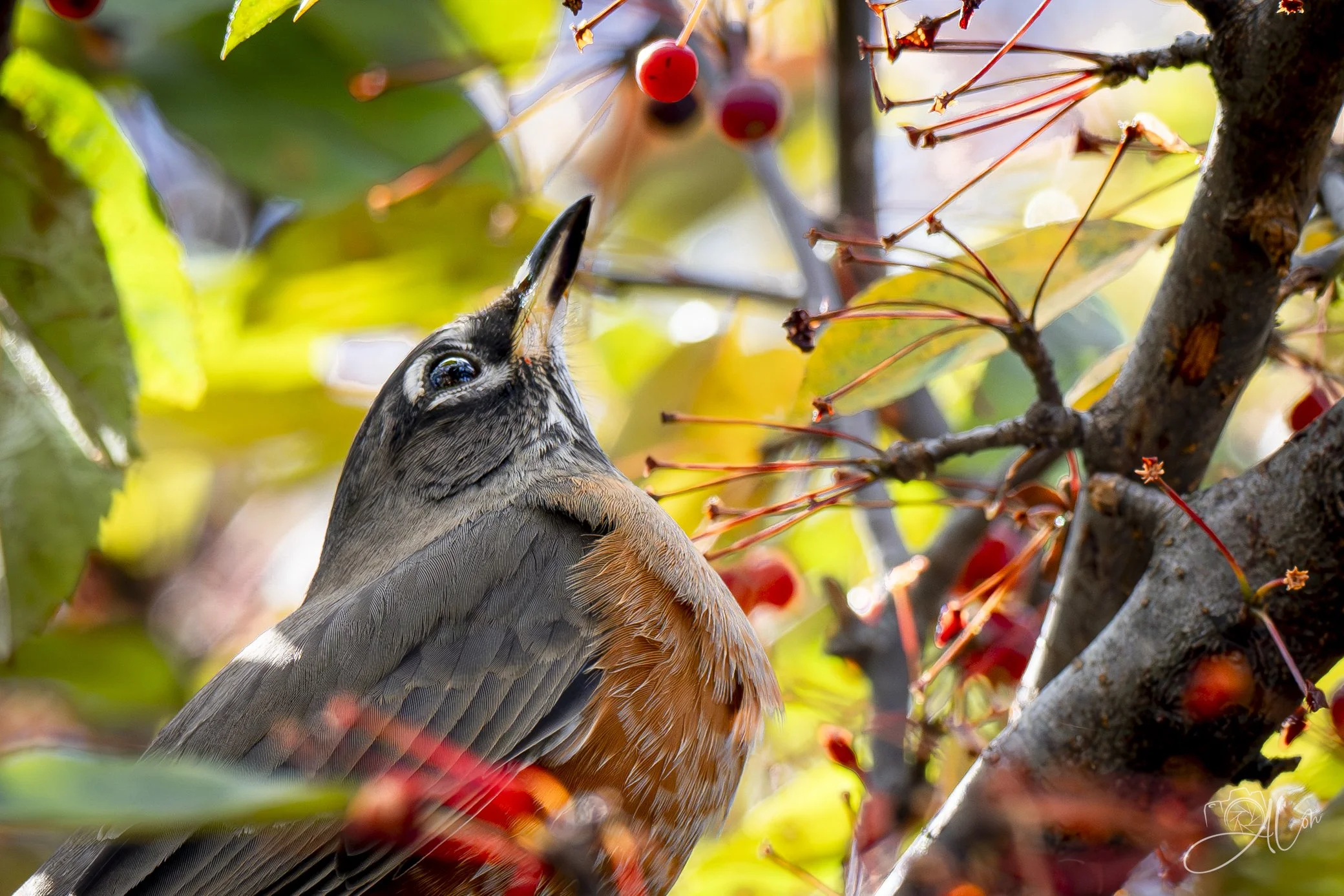 Sour Grapes
(American Robin)
0Z82989
