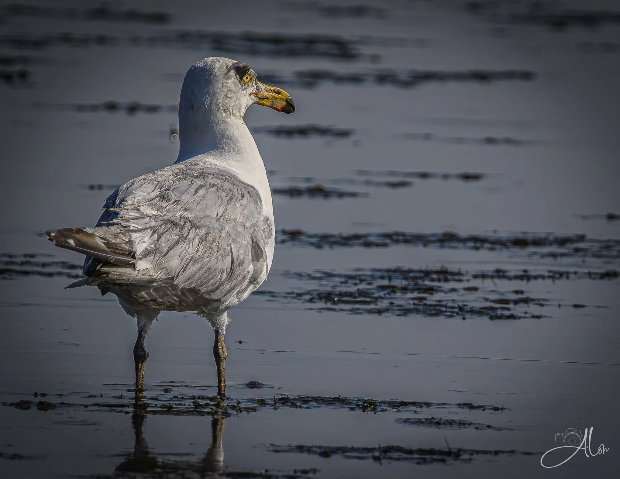 Groucho (Herring Gull) Z8063026_7996