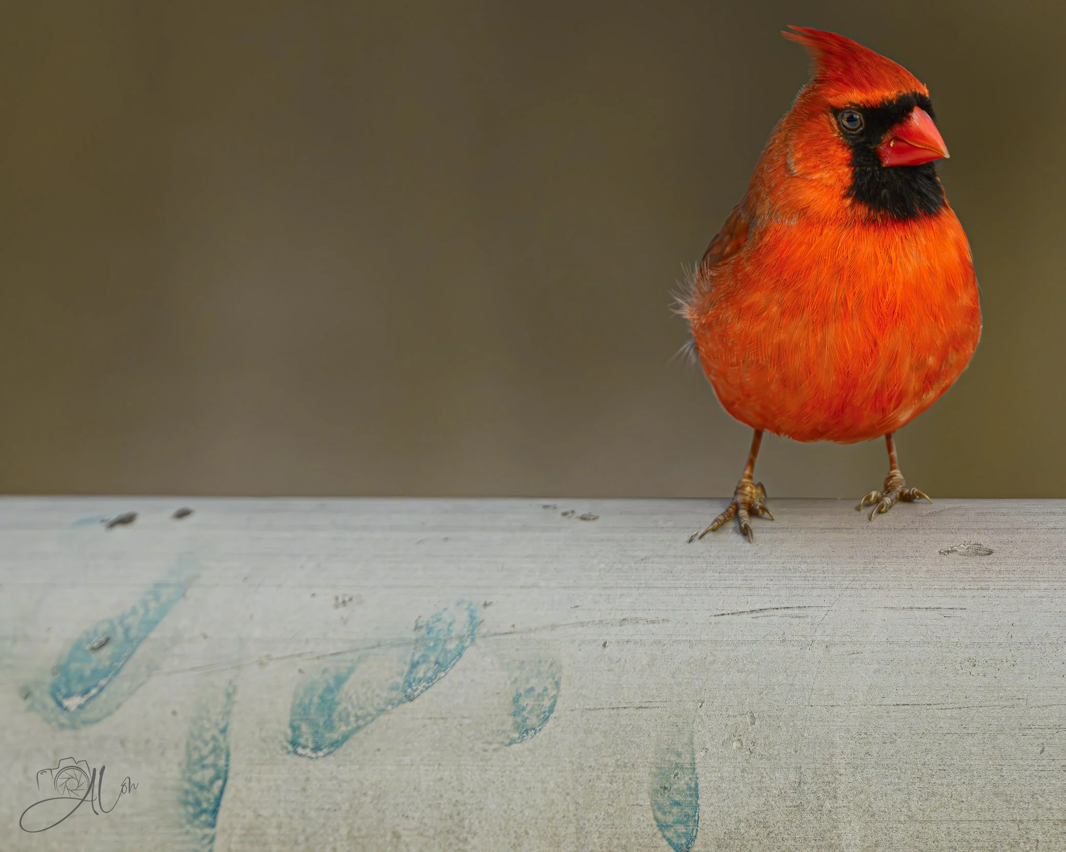 Graffiti Artist
(Northern Cardinal)
0Z88252