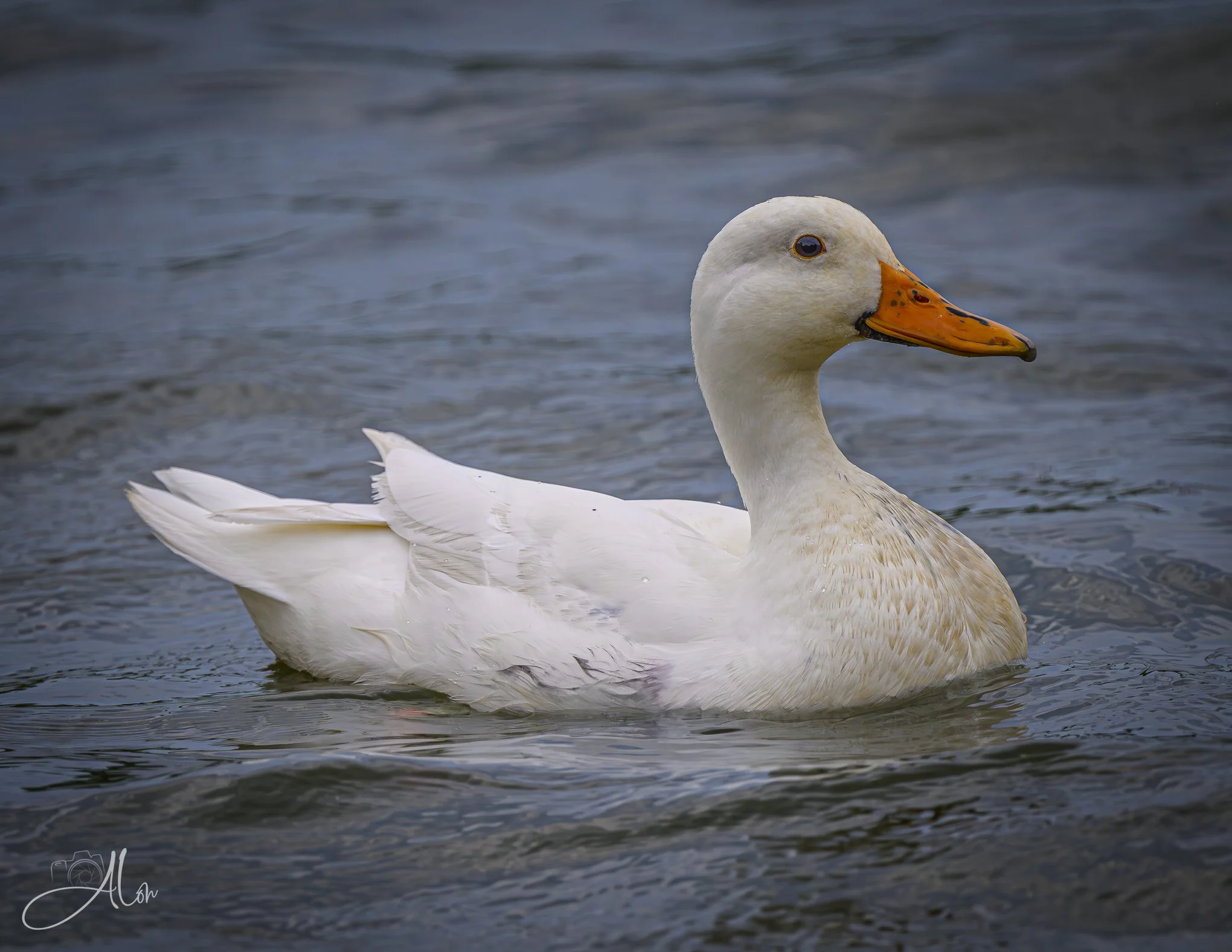 Mallard (uncommon in white)