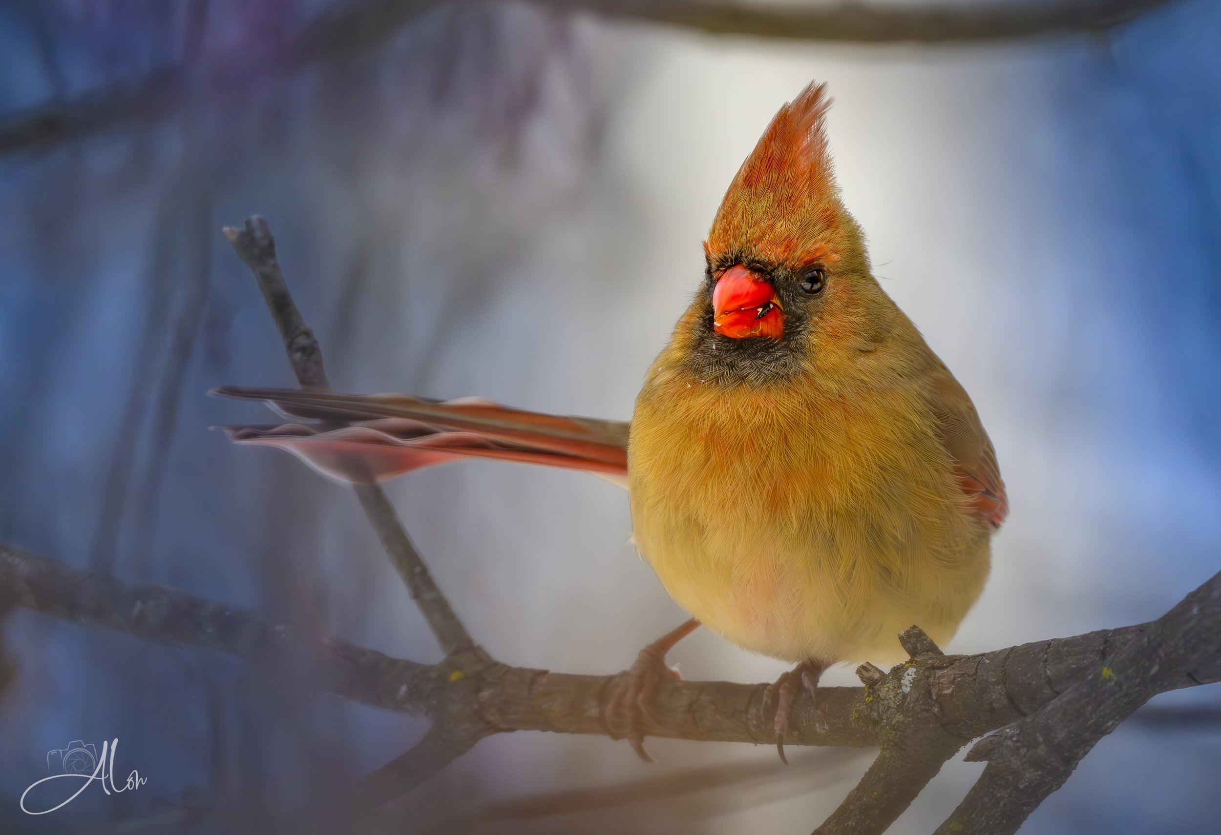 Don't Look At Me While I'm Eating! (Northern Cardinal) 0Z89457