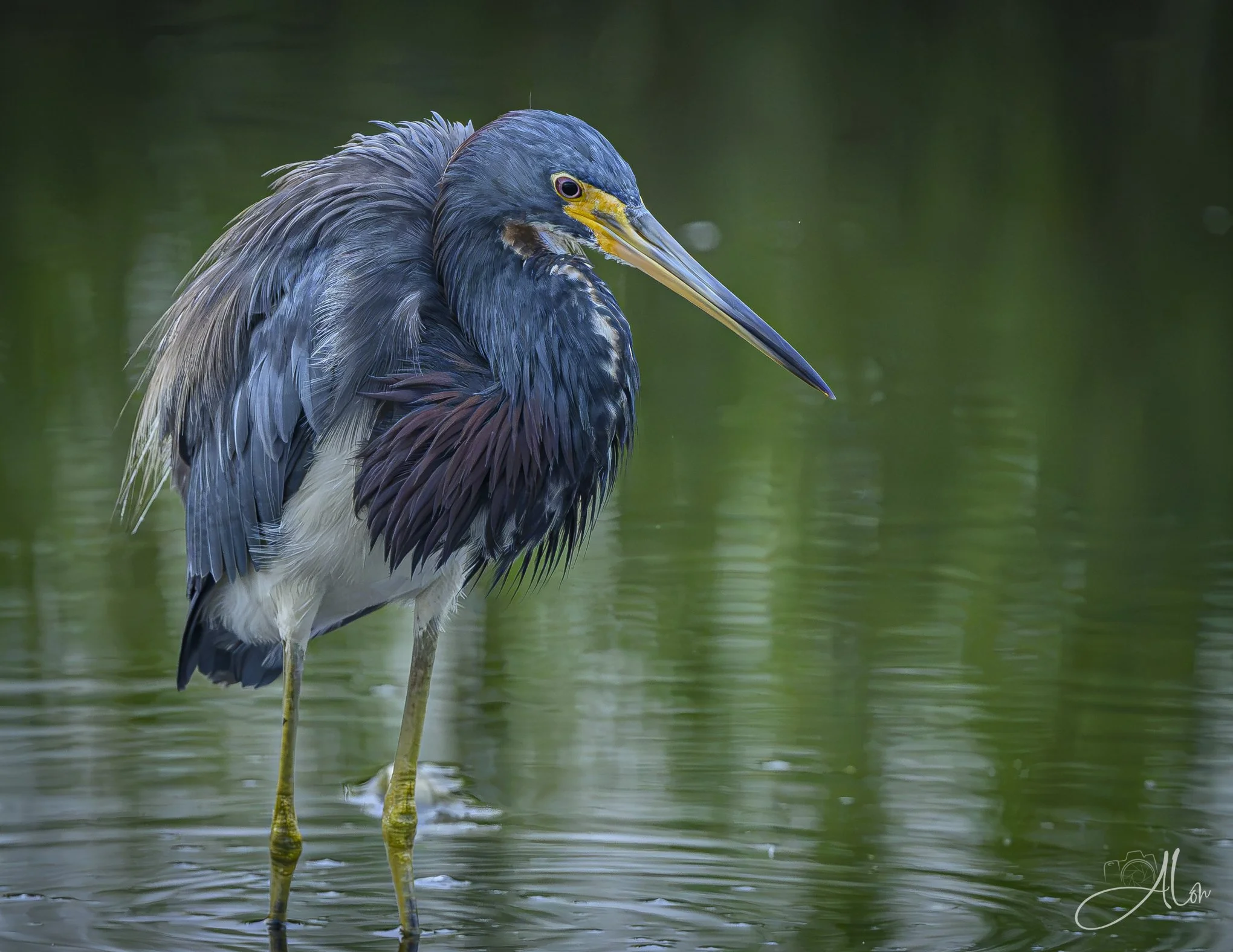 Striking (Tricolored Heron) 081926_0131