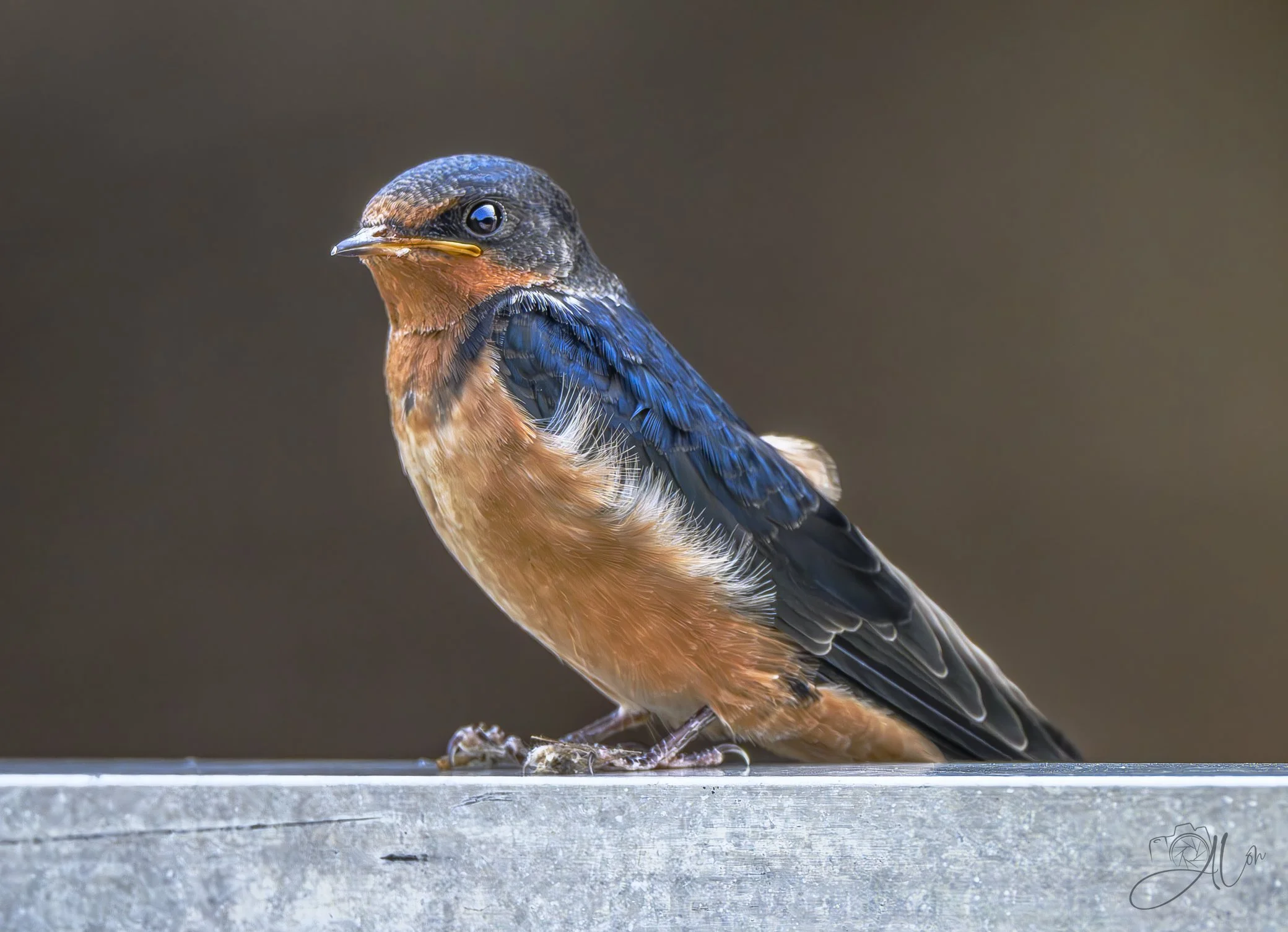 Come Closer
(Barn Swallow)
0Z89268