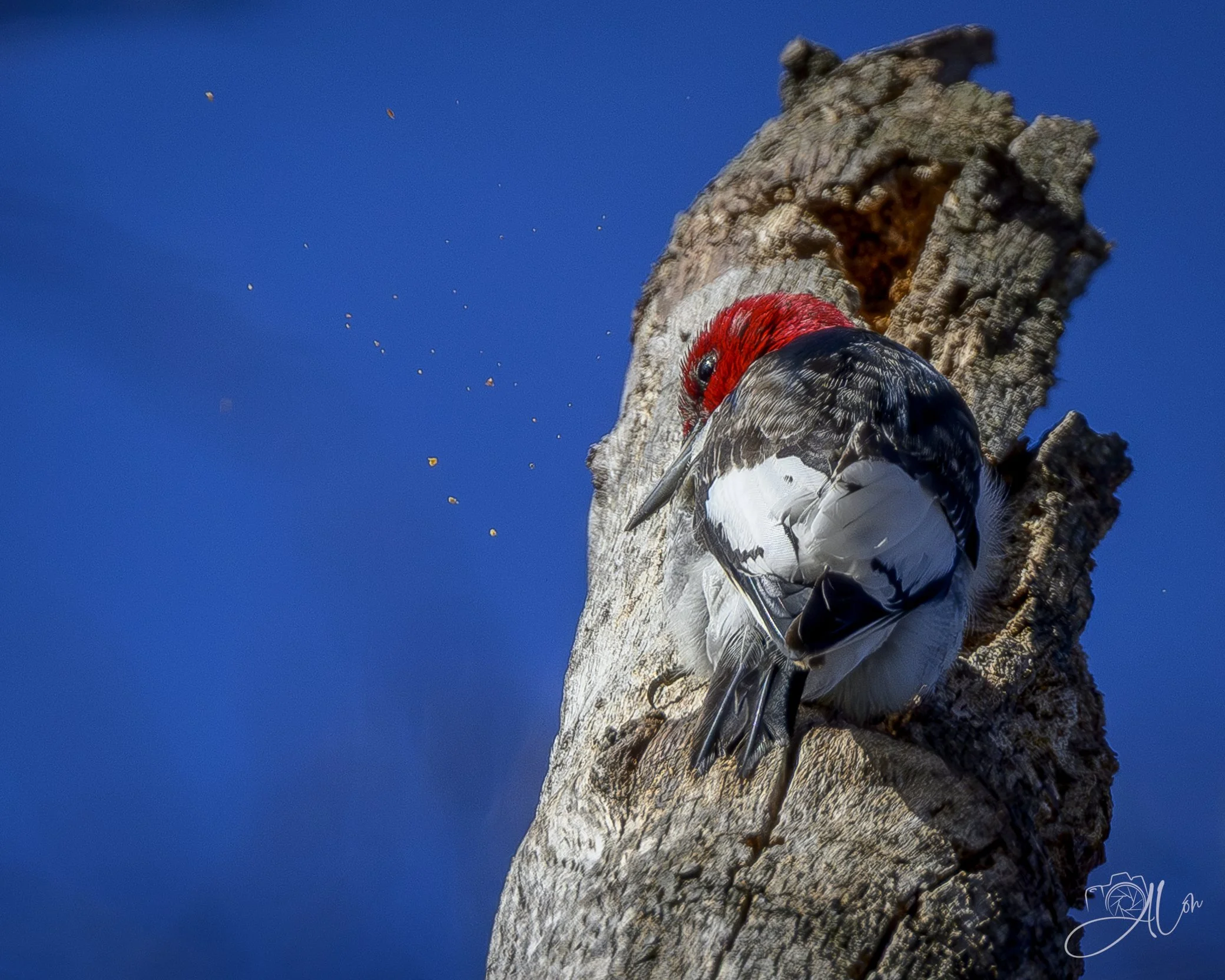 Splintered
(Read-Headed Woodpecker)
0Z87020