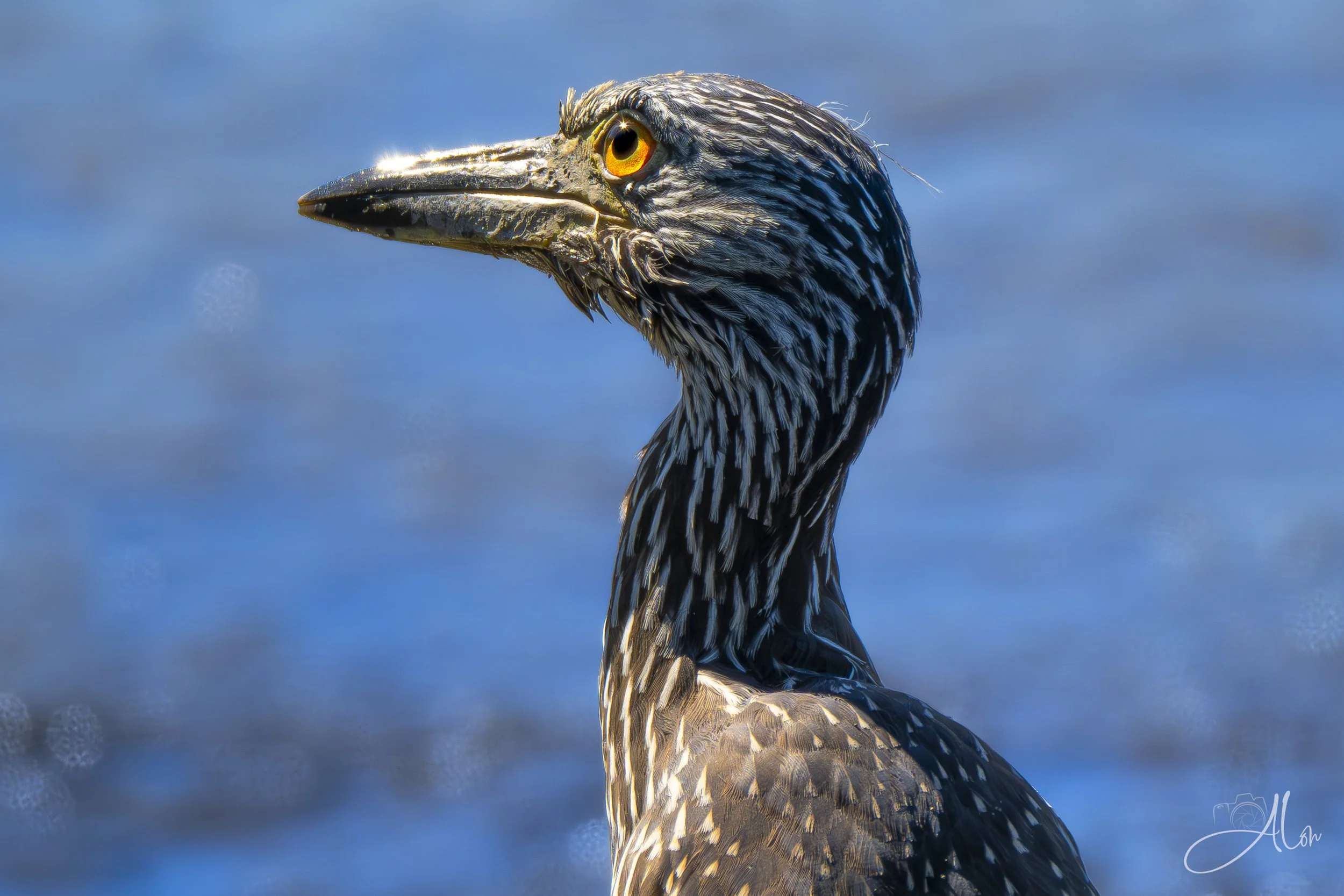 Seuss (Yellow-Crowned Night Heron) 0Z85103
