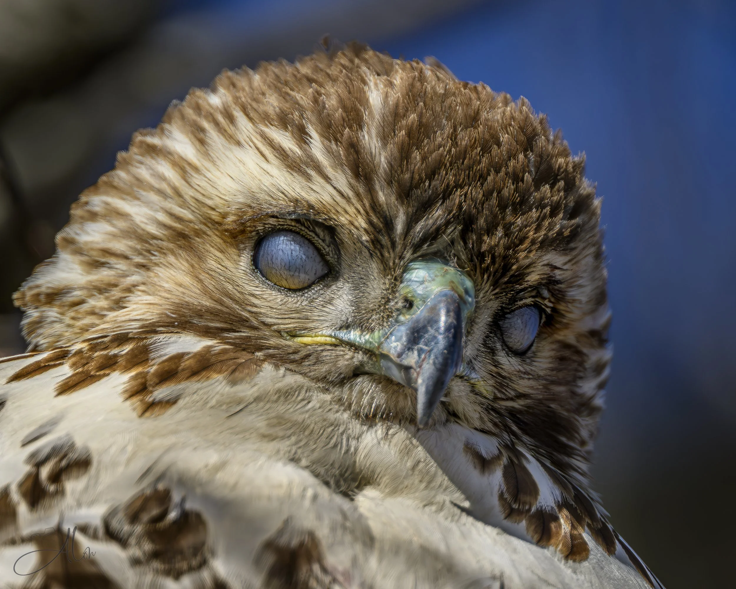 Demon Spawn (Red-Tailed Hawk) 0Z87735
