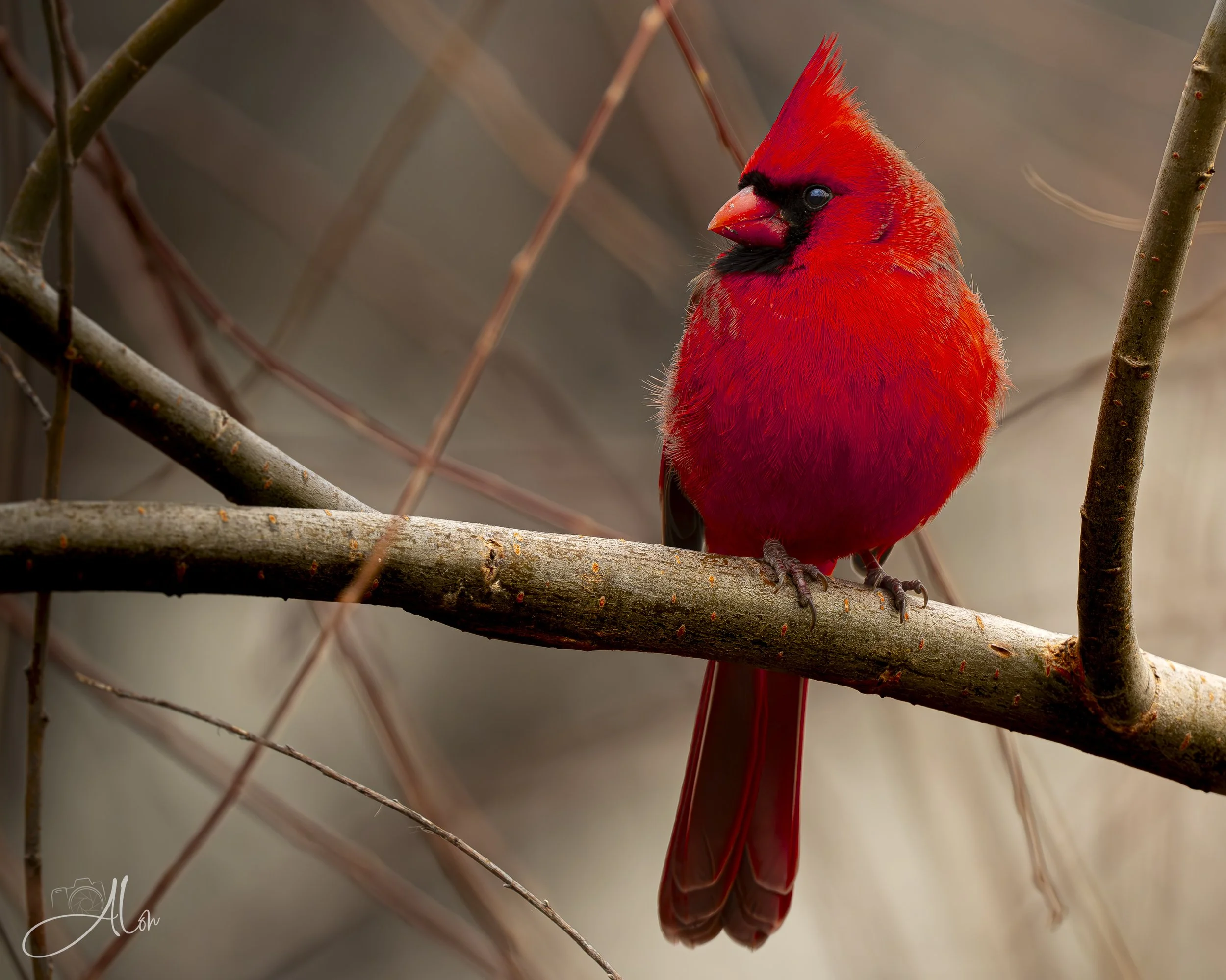 Major Sunburn! (Northern Cardinal) 0Z85408