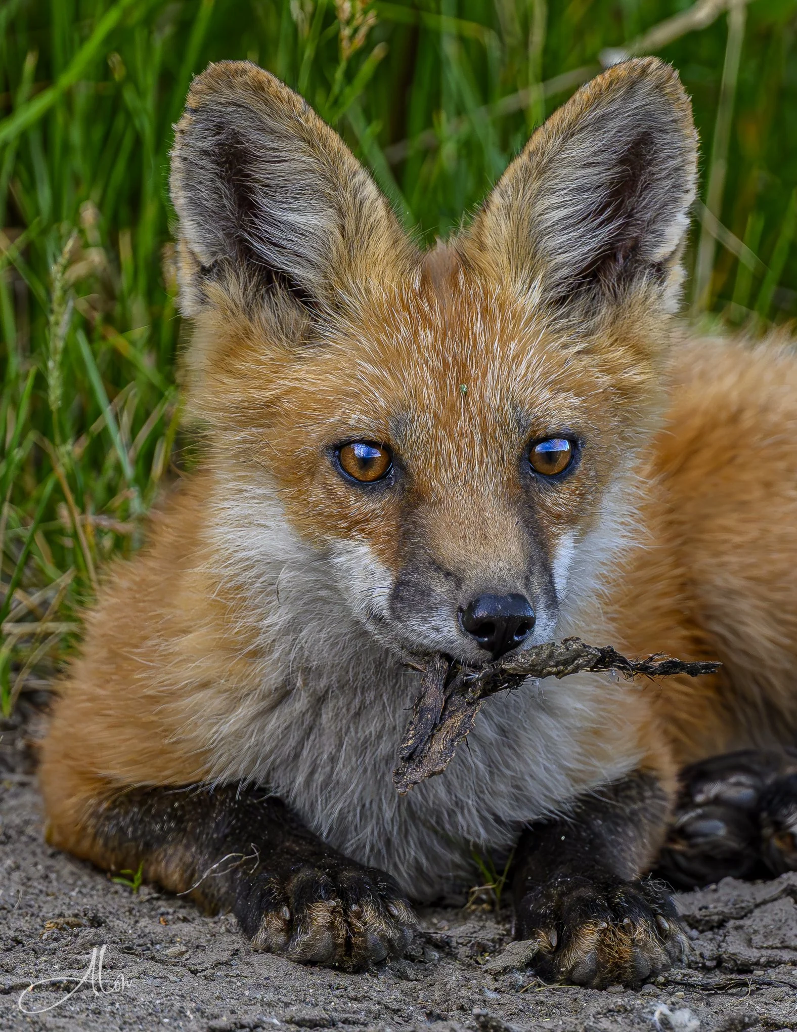 Red Fox