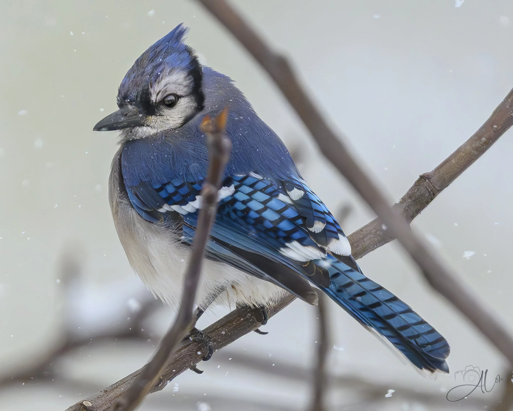 A Study in Blue (Jay)
(Blue Jay)
0Z88067