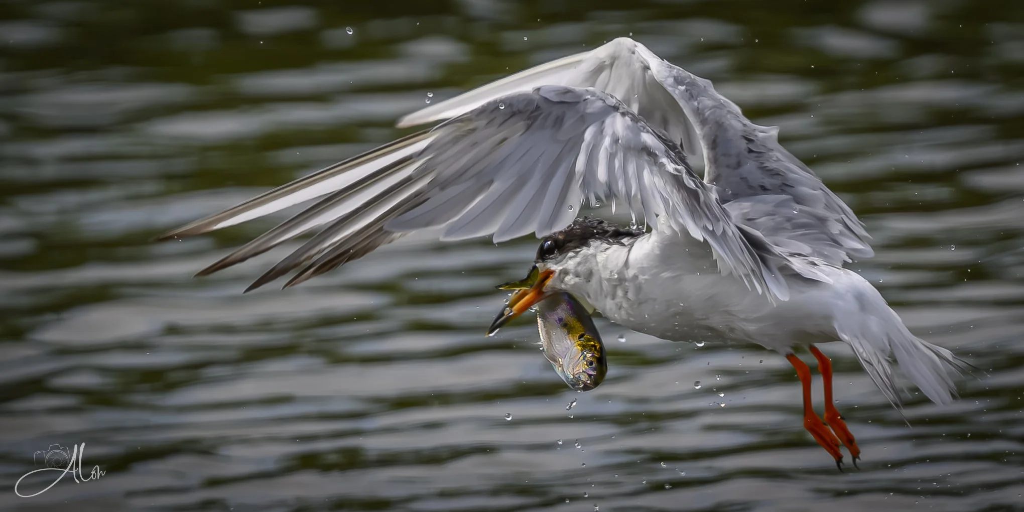 Catch A Minnow by the Tail (Forster's Tern) 082026_7450