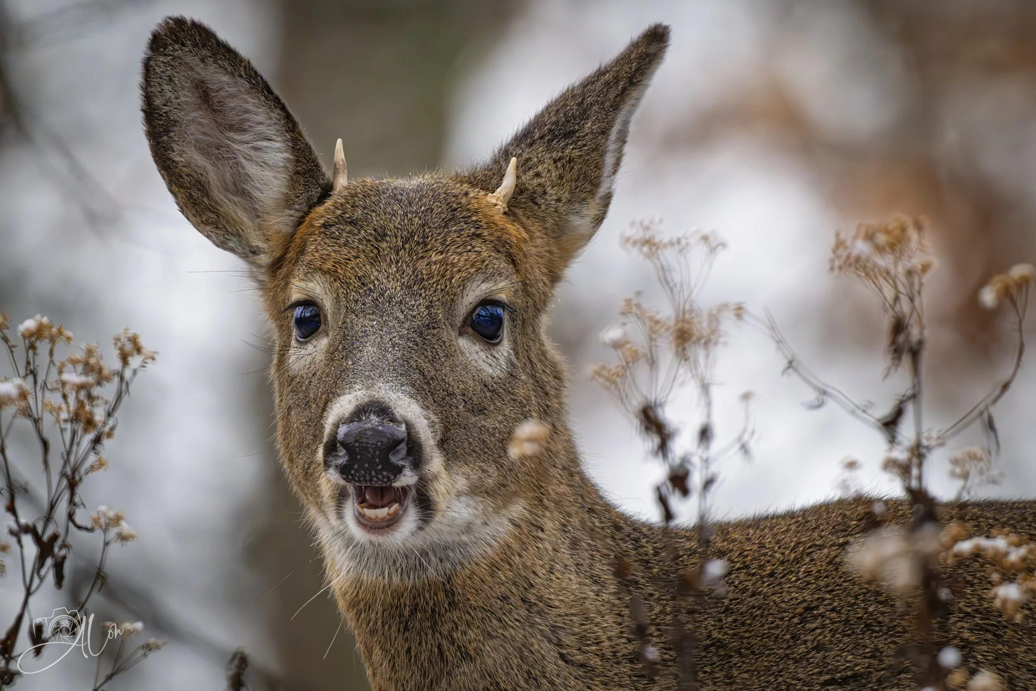 Just a Wee Bit
(White-Tail Deer)
0Z82547