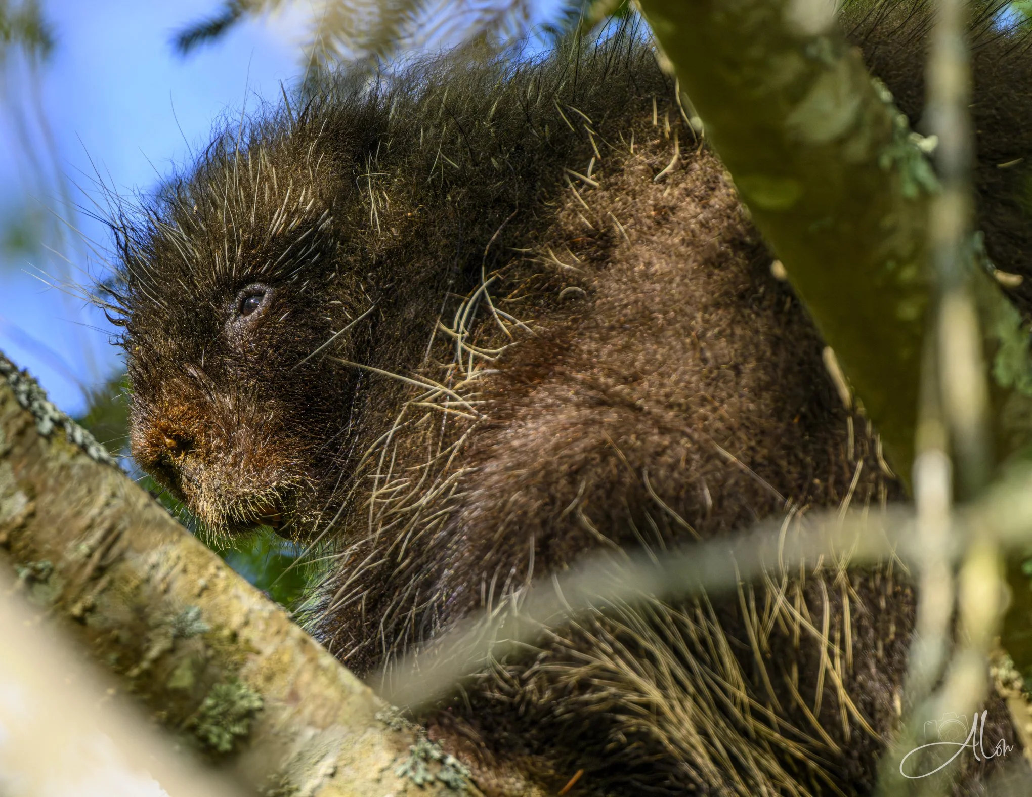 Treed (North American Porcupine) 0Z89648