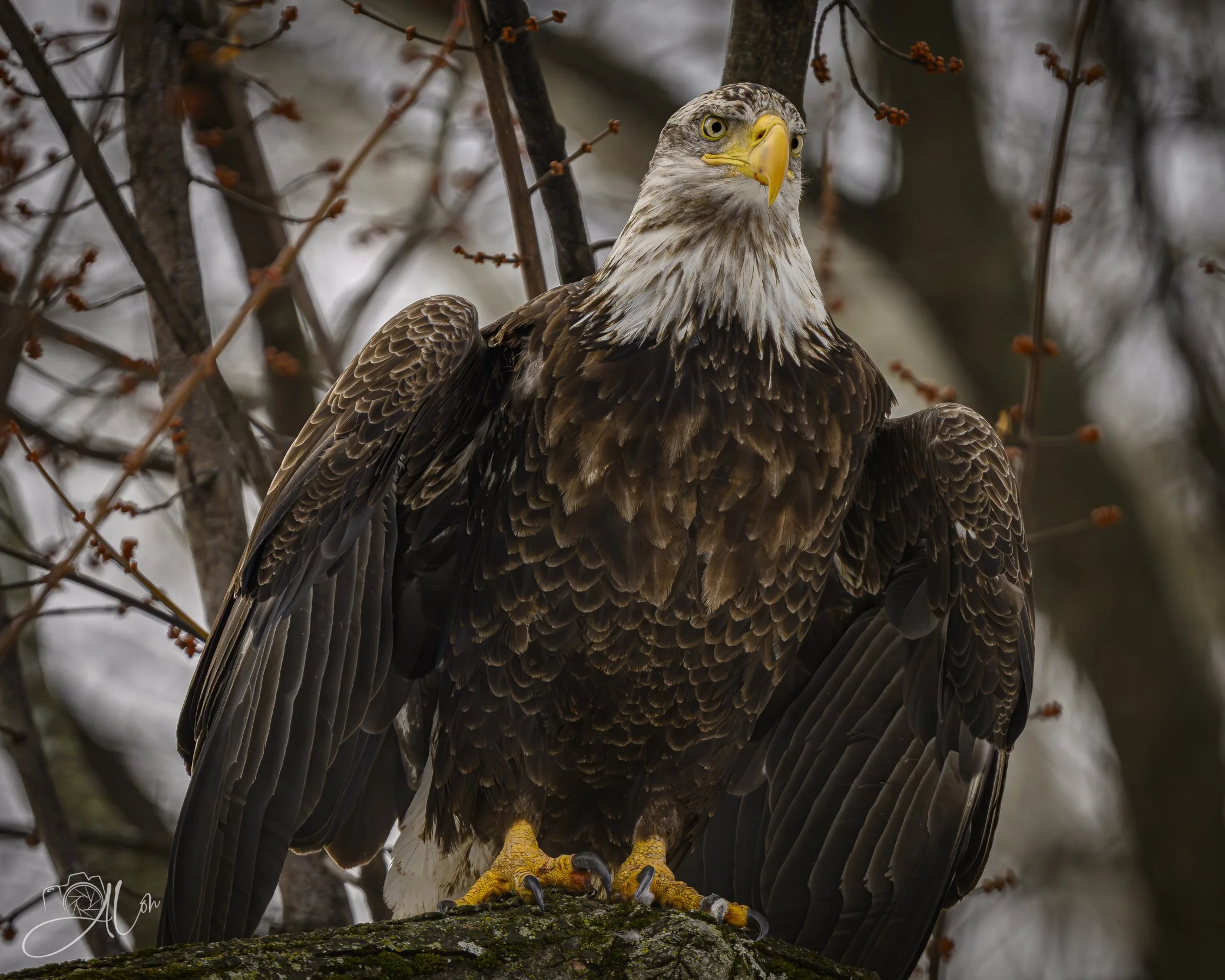 I'd Pose Like That for a Quarter!
(Bald Eagle)
0Z88895