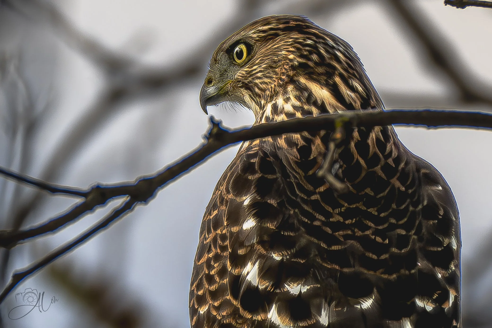 Guardian of the Marshlands
(Cooper's Hawk)
0Z81711