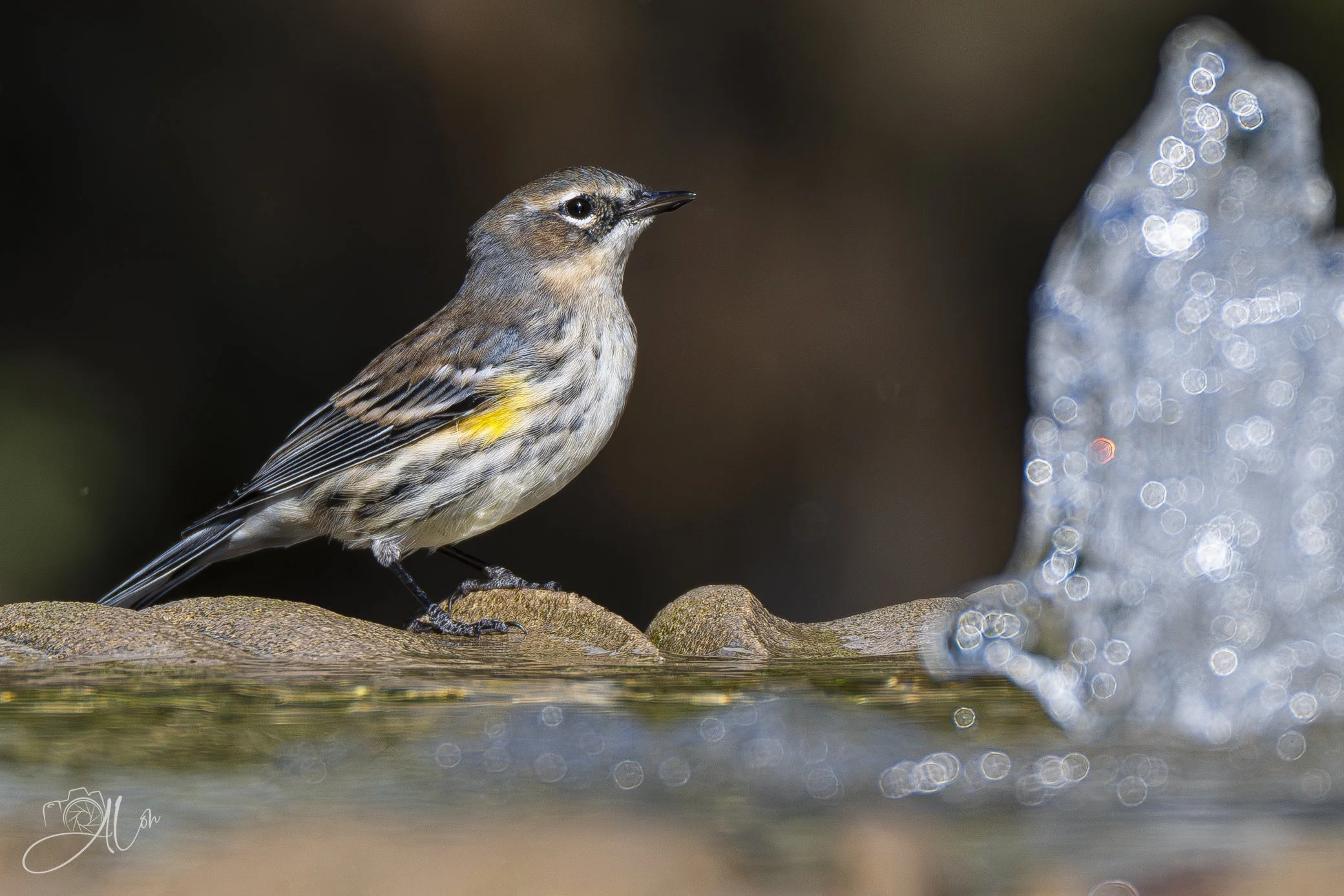 Mystic Fountain
(Yellow-Rumped Warbler)
0Z81049