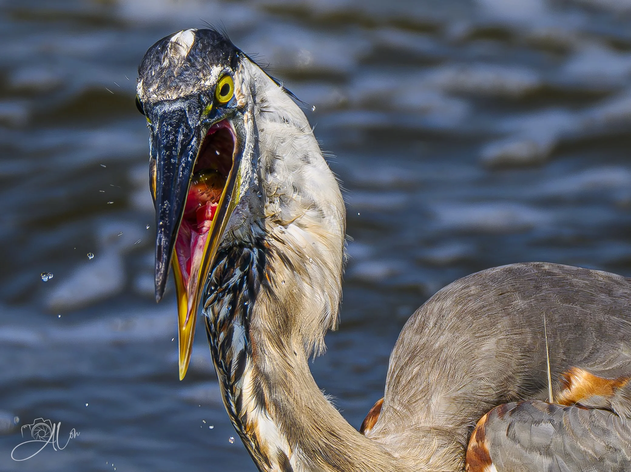 Bill the Cat
(Great Blue Heron)
0Z81976