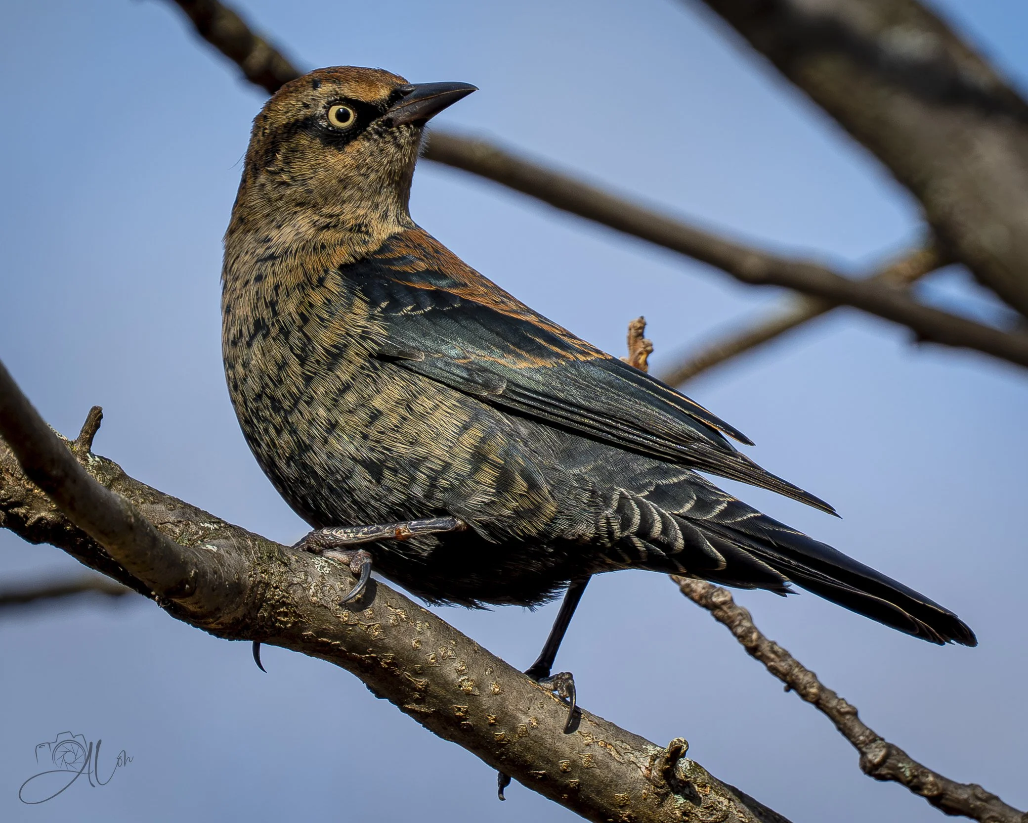 Rust Never Sleeps
(Rusty Blackbird)
0Z87956