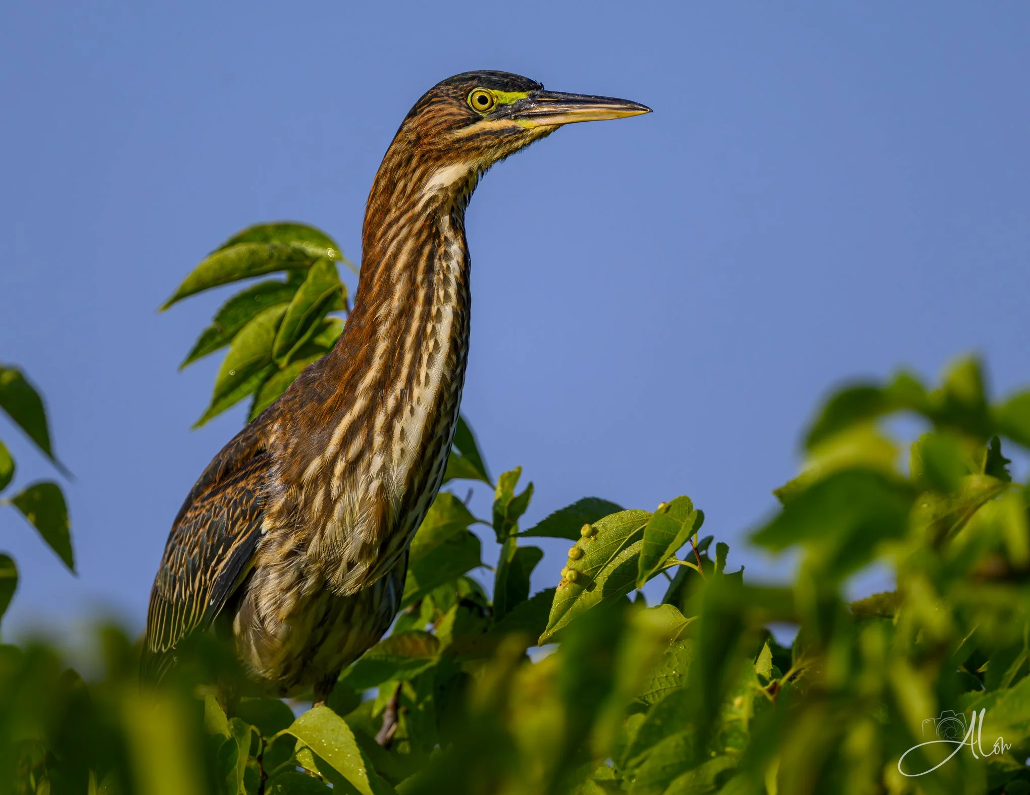 A Better View (Green Heron) 20260731_0041