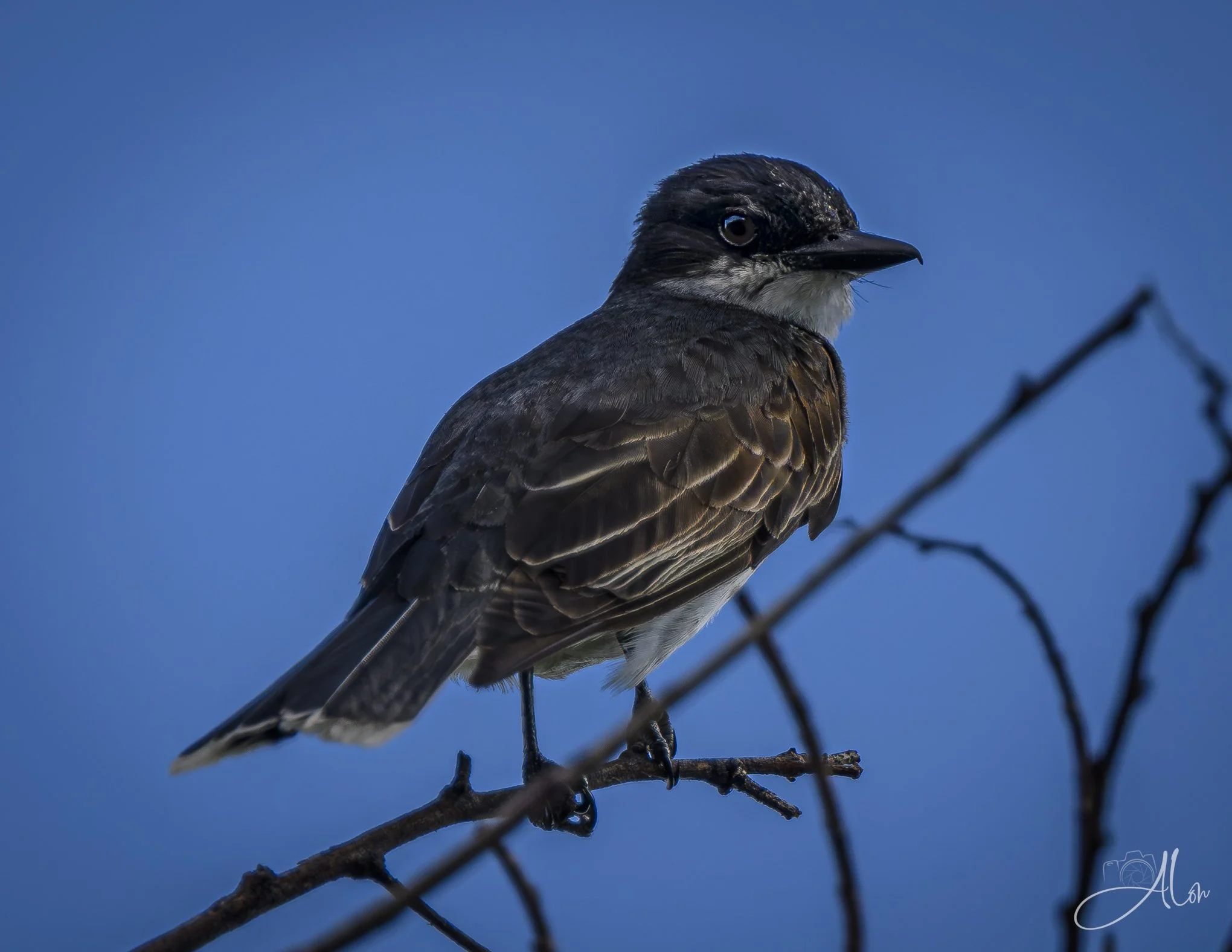 You're Annoying (Eastern Kingbird) Z8062126_9089