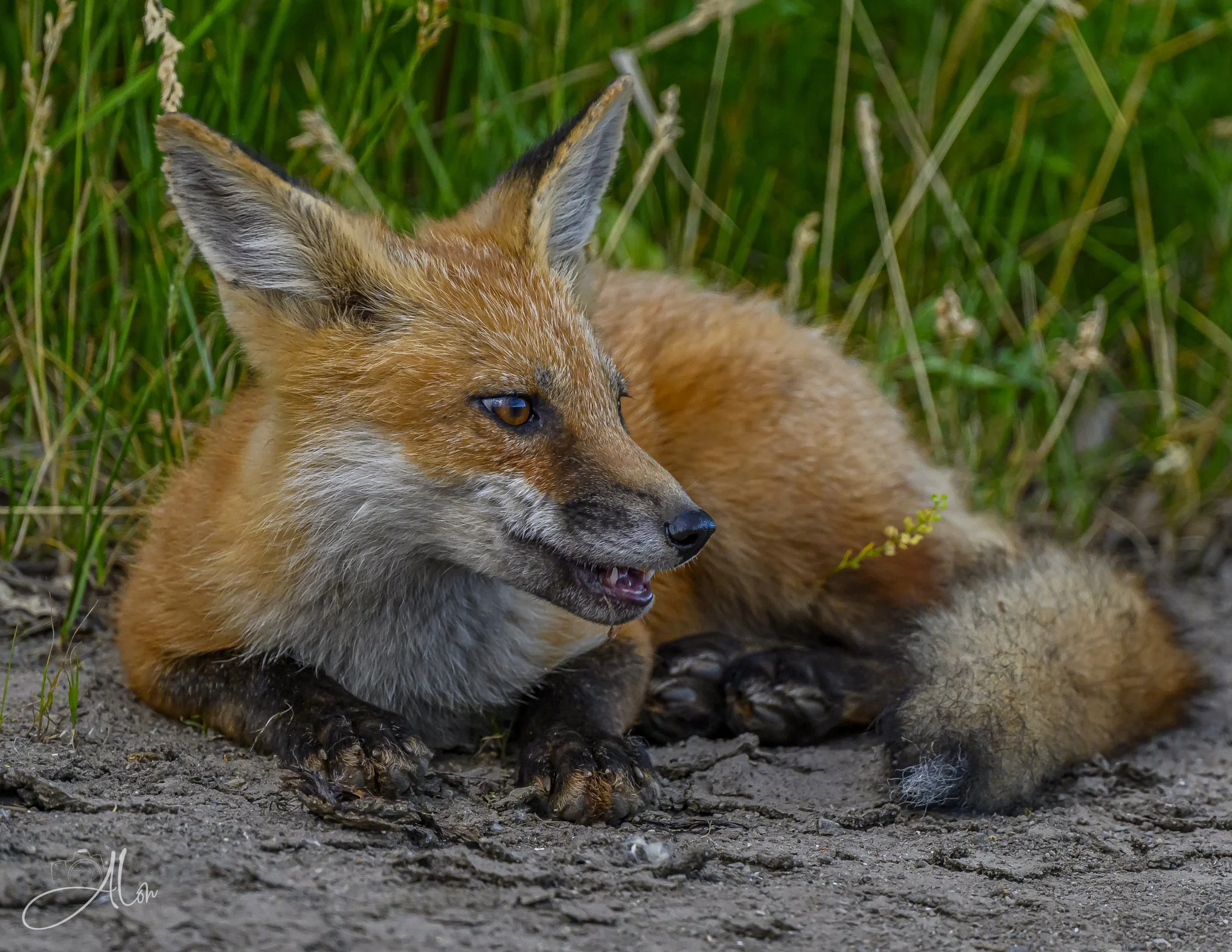 Red Fox