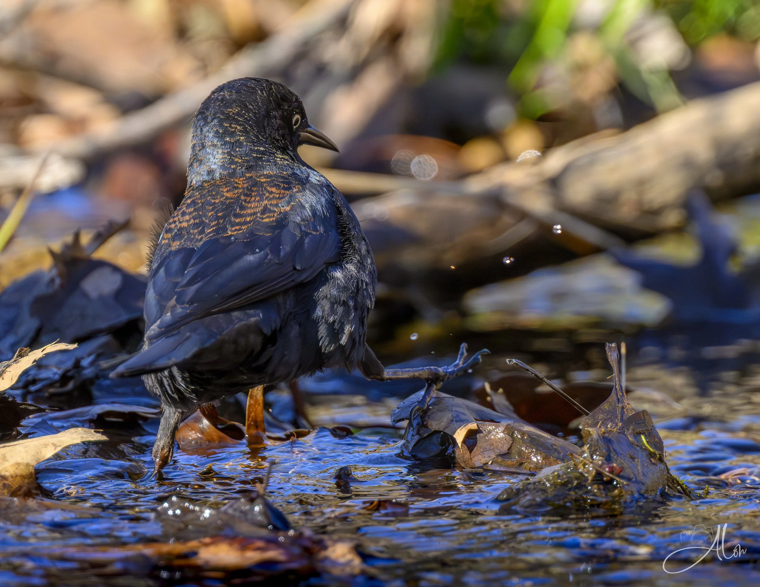 Romper Stomper (Rusty Blackbird) 0Z86240