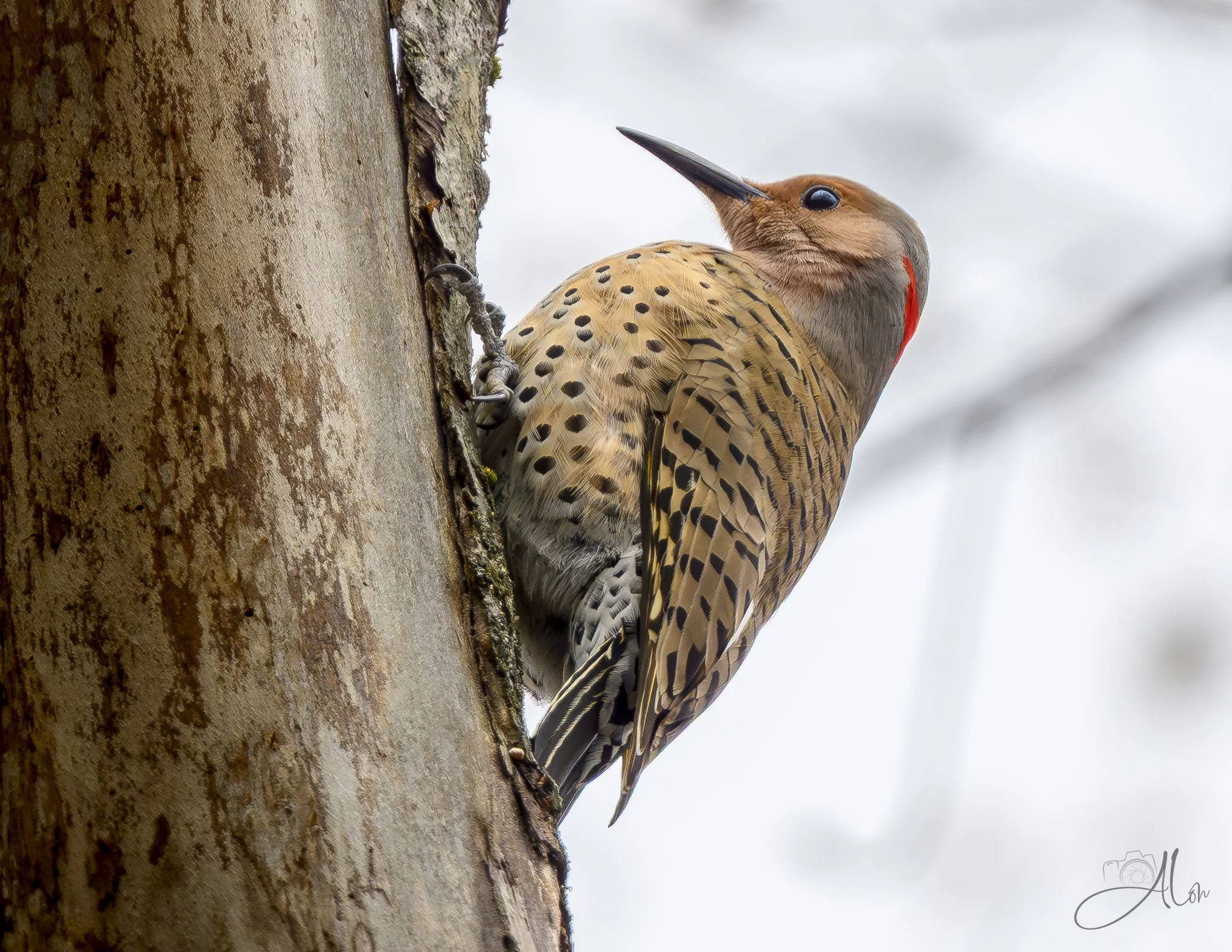 Chevron
(Northern Flicker)
0Z87122