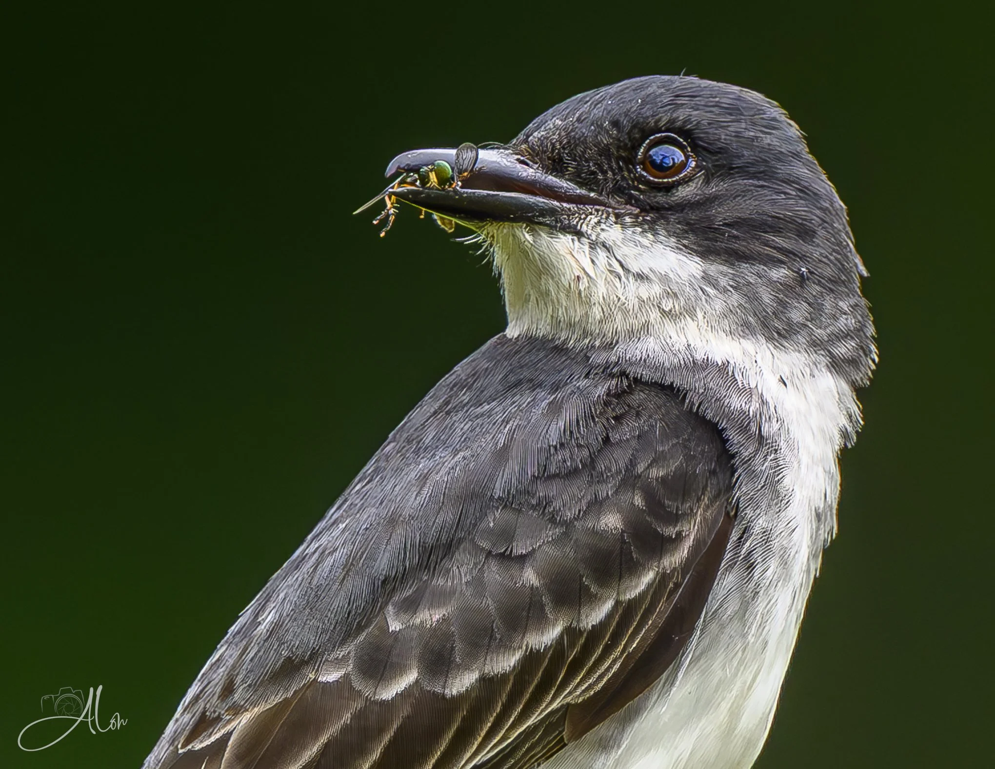Green-Eyed Envy (Eastern Kingbird) Z8062726_4278