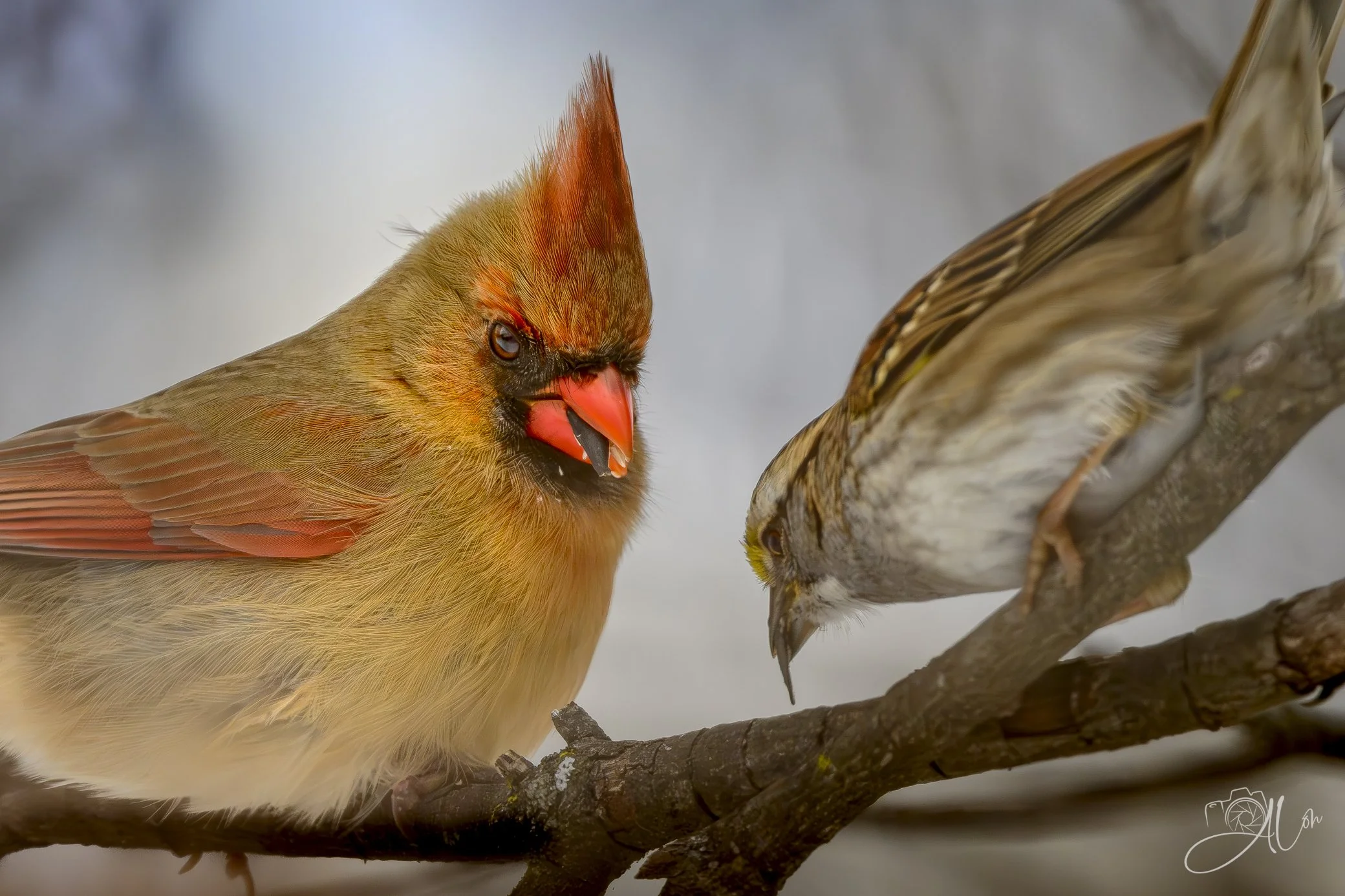 I'm Not Worthy
(Northern Cardinal + White-Throated Sparrow)
0Z89456