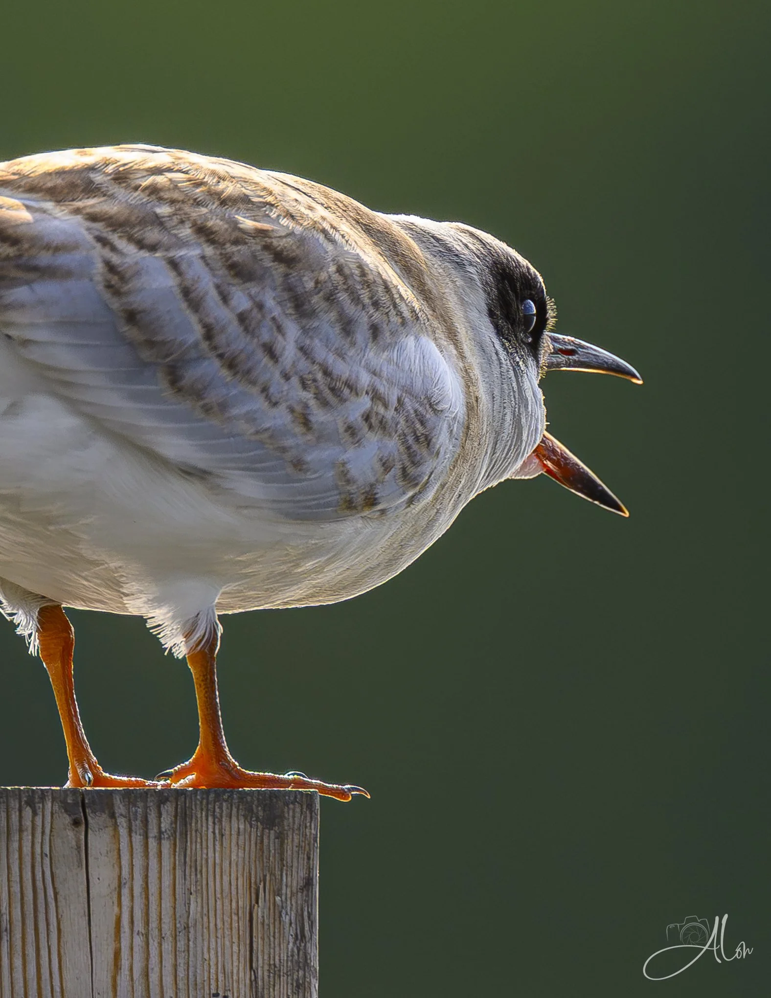 Feed Me! (Forster's Tern) _0Z83283