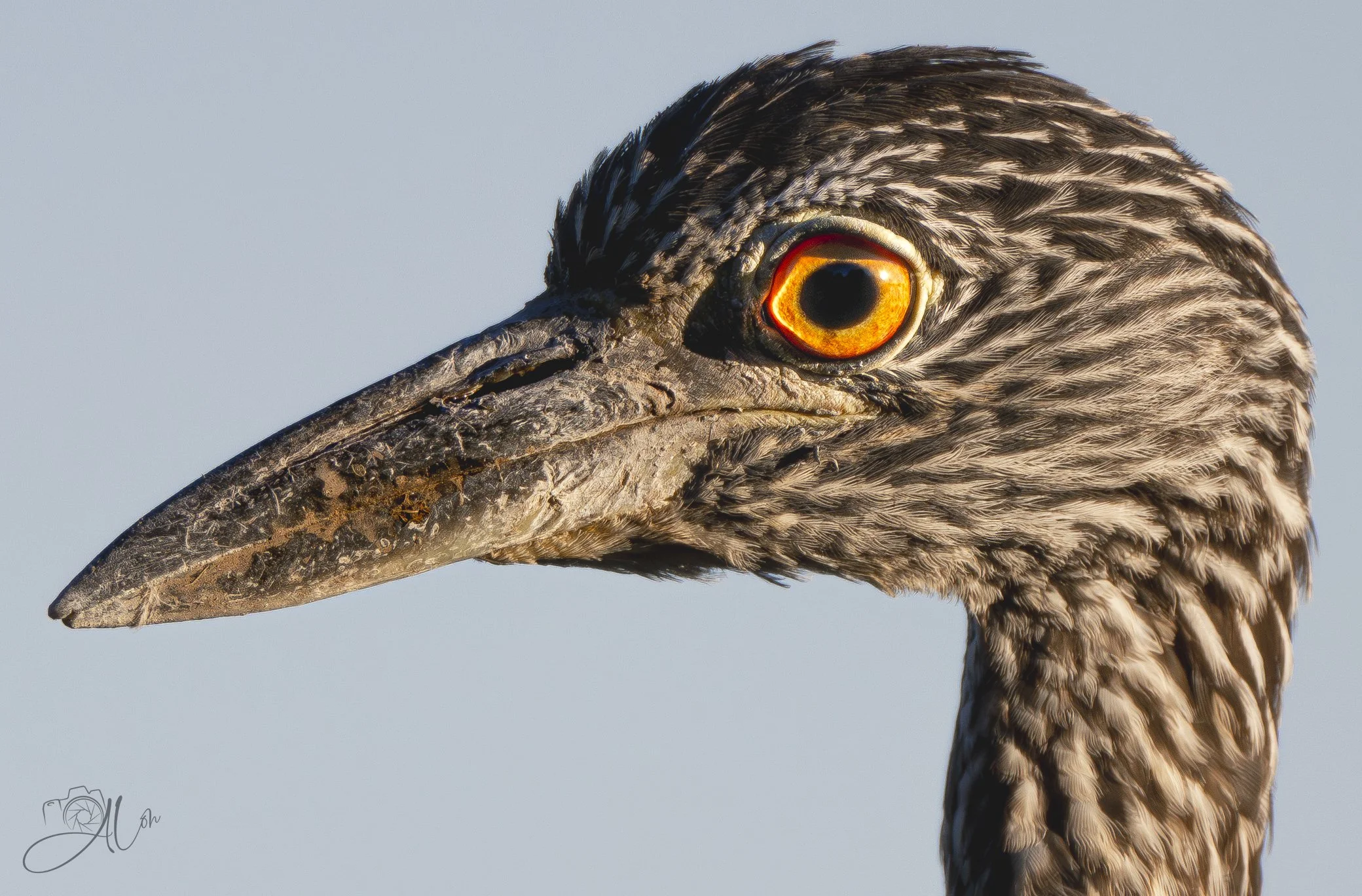 What Large Eyes You Have
(Yellow-Crowned Night Heron)
0Z85976