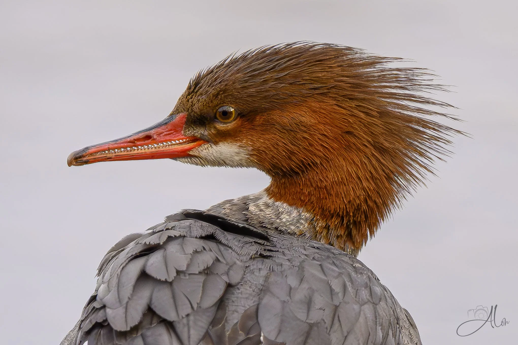 Candid Camera
(Common Merganser)
0Z80627