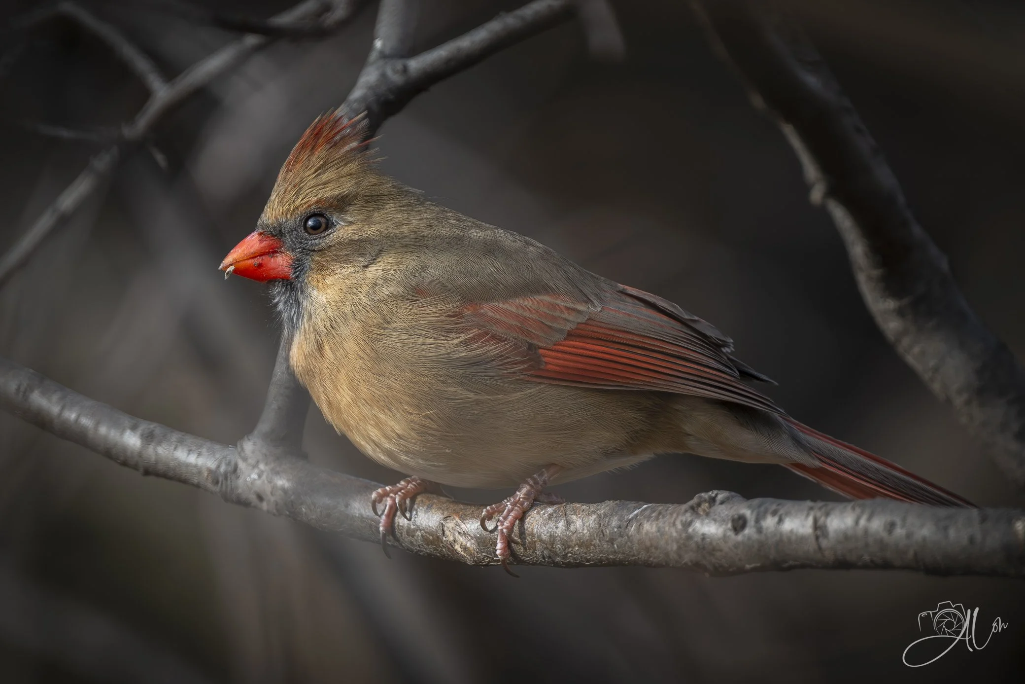 Model Behavior
(Northern Cardinal)
0Z86307
