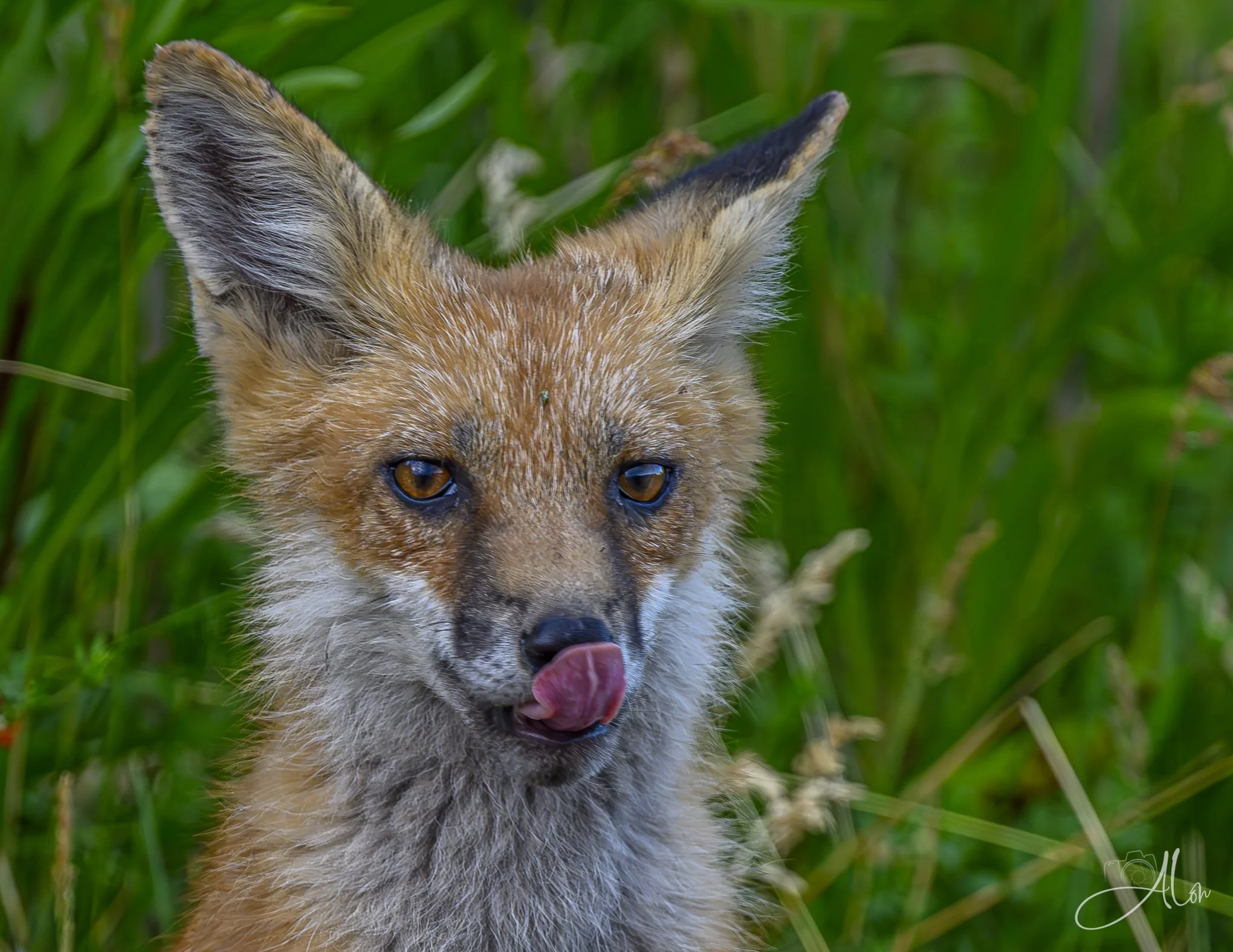 Red Fox