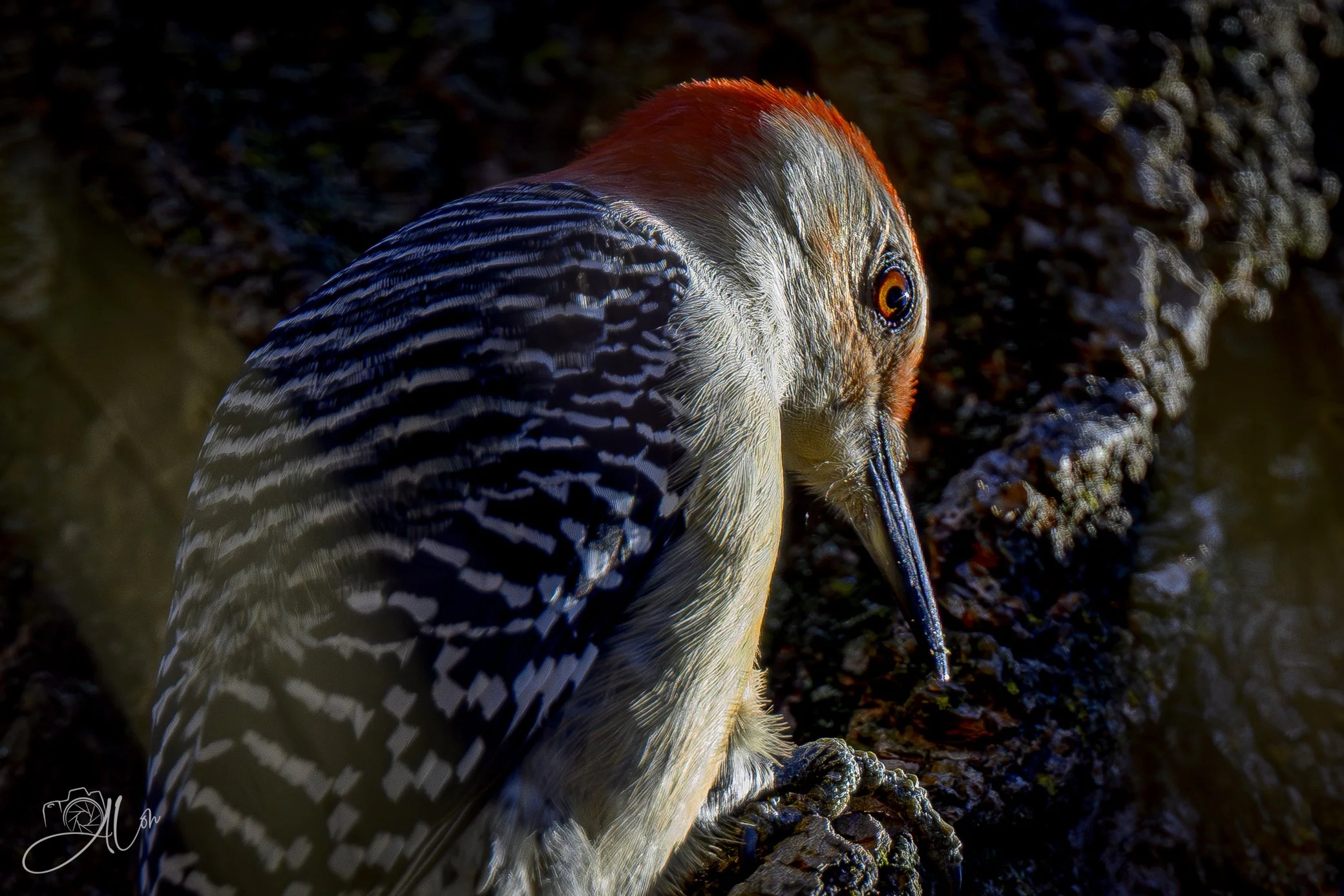 Safe Cracker
(Red-Bellied Woodpecker)
0Z87783