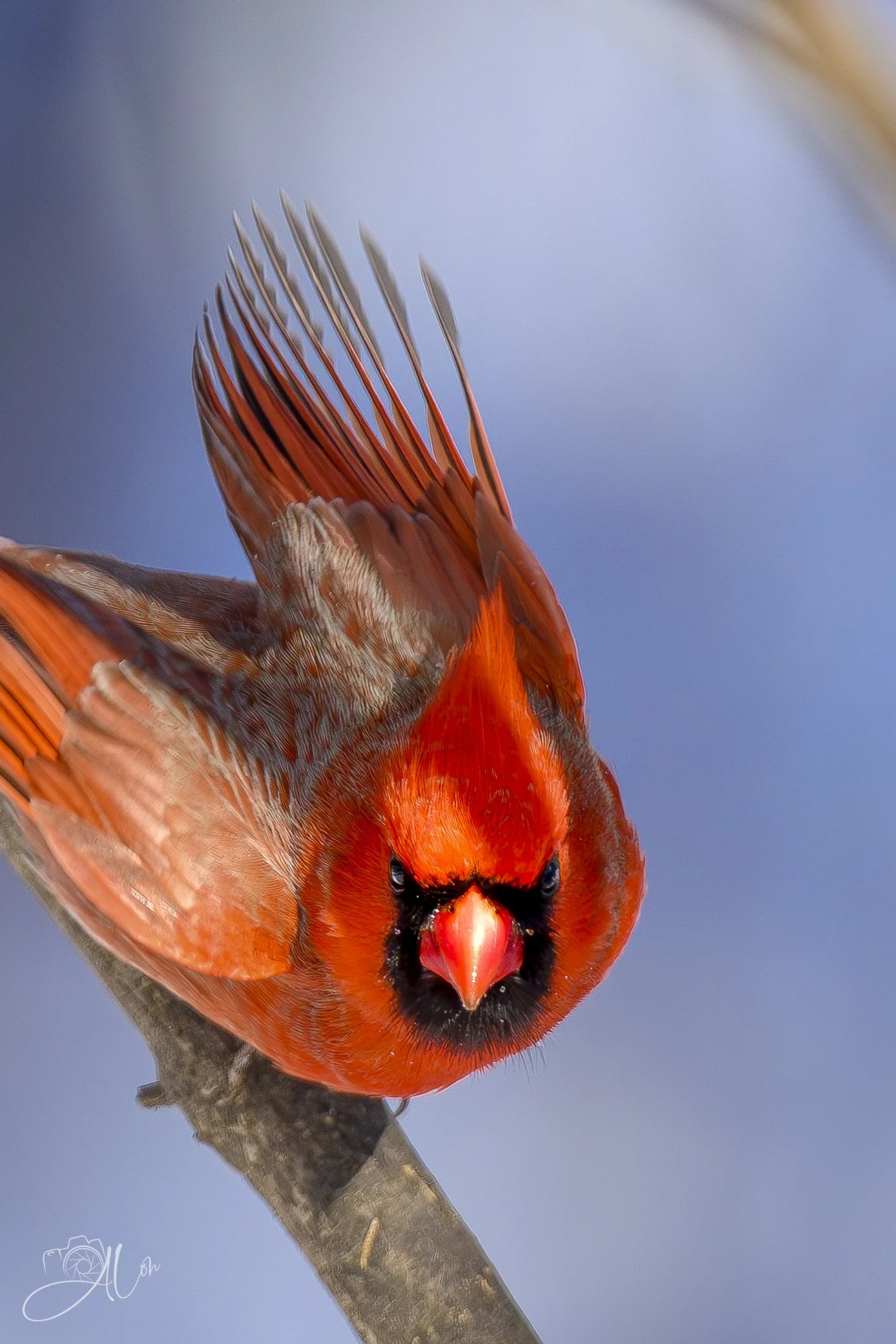 Transformer
(Northern Cardinal)
0Z85842