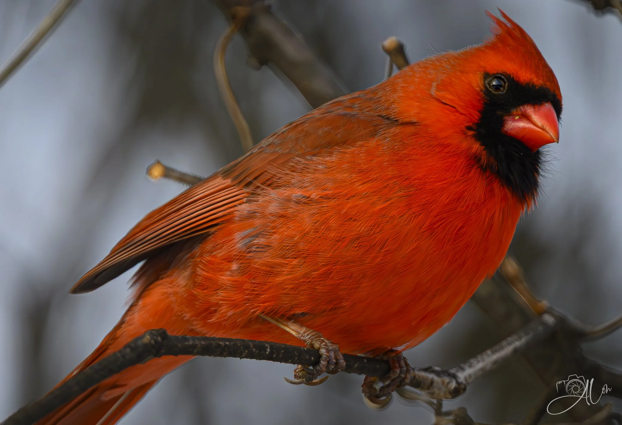 Bred to be Red
(Northern Cardinal)
0Z88233