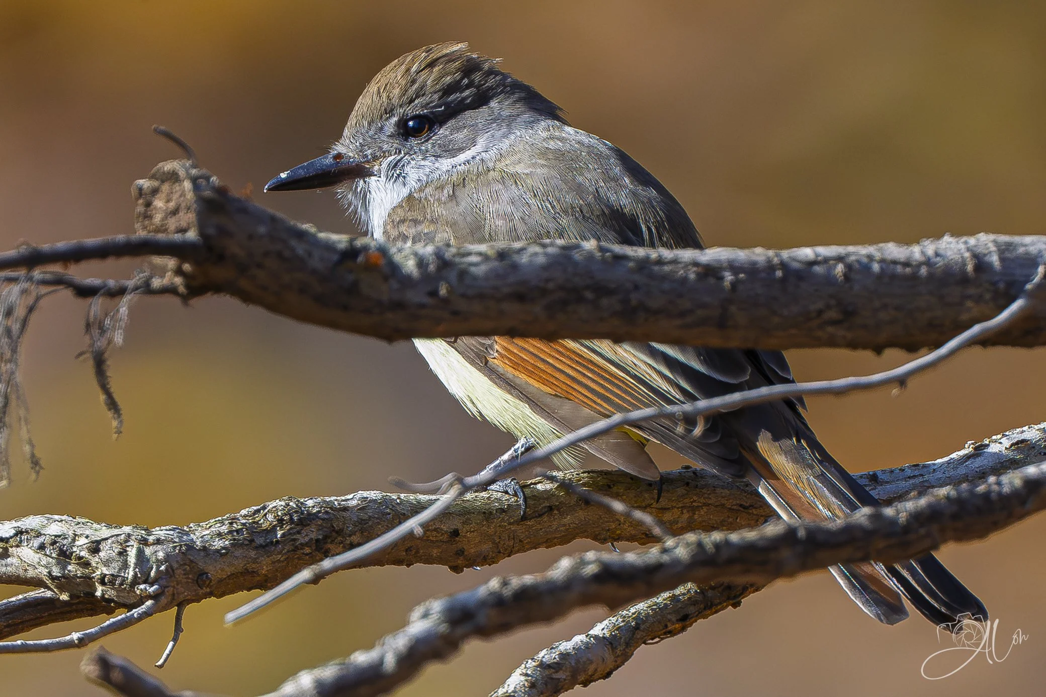 Don't Have Season Tickets
(Ash-Throated Flycatcher)
0Z80858