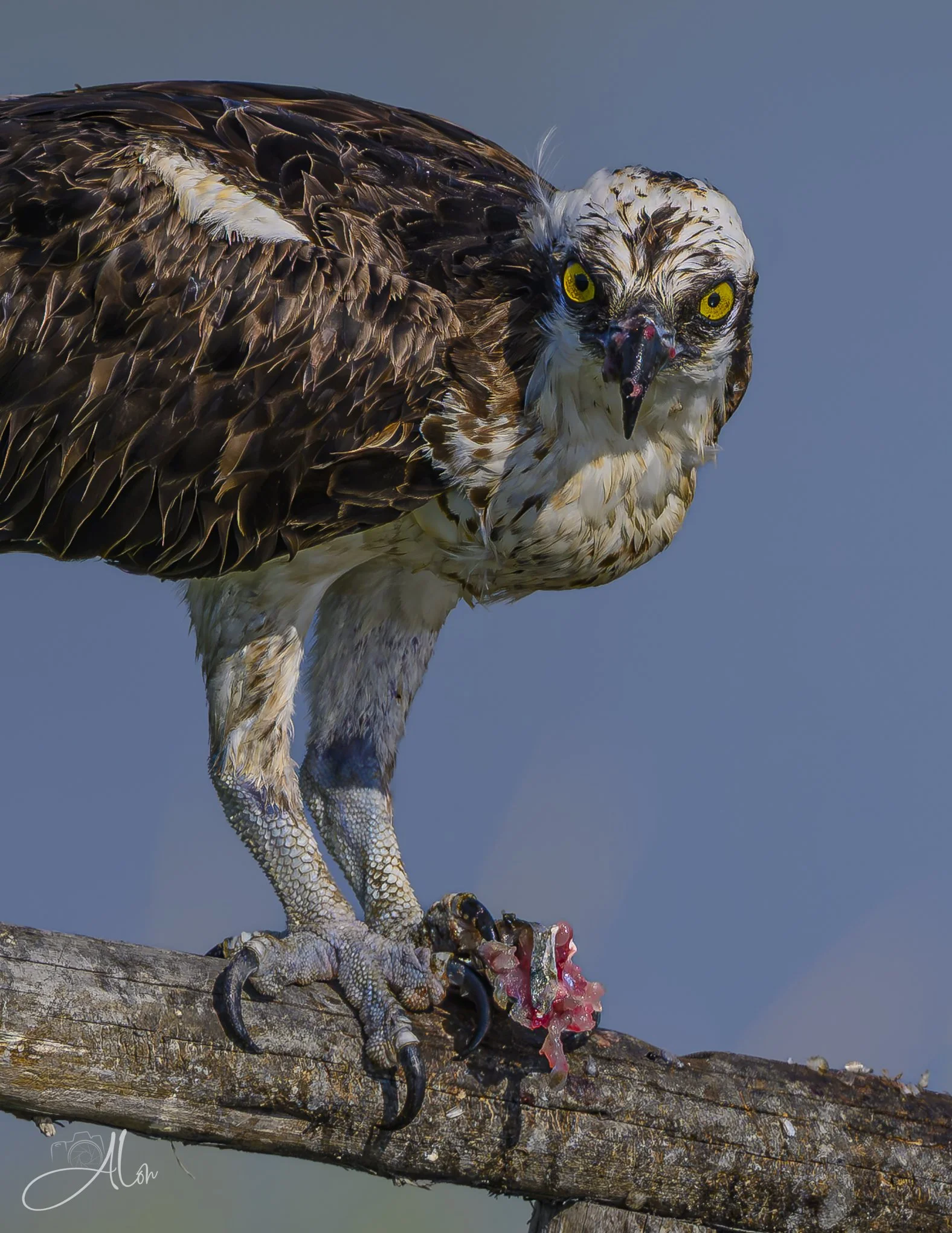 You Judging Me? (Osprey) 082026_4759