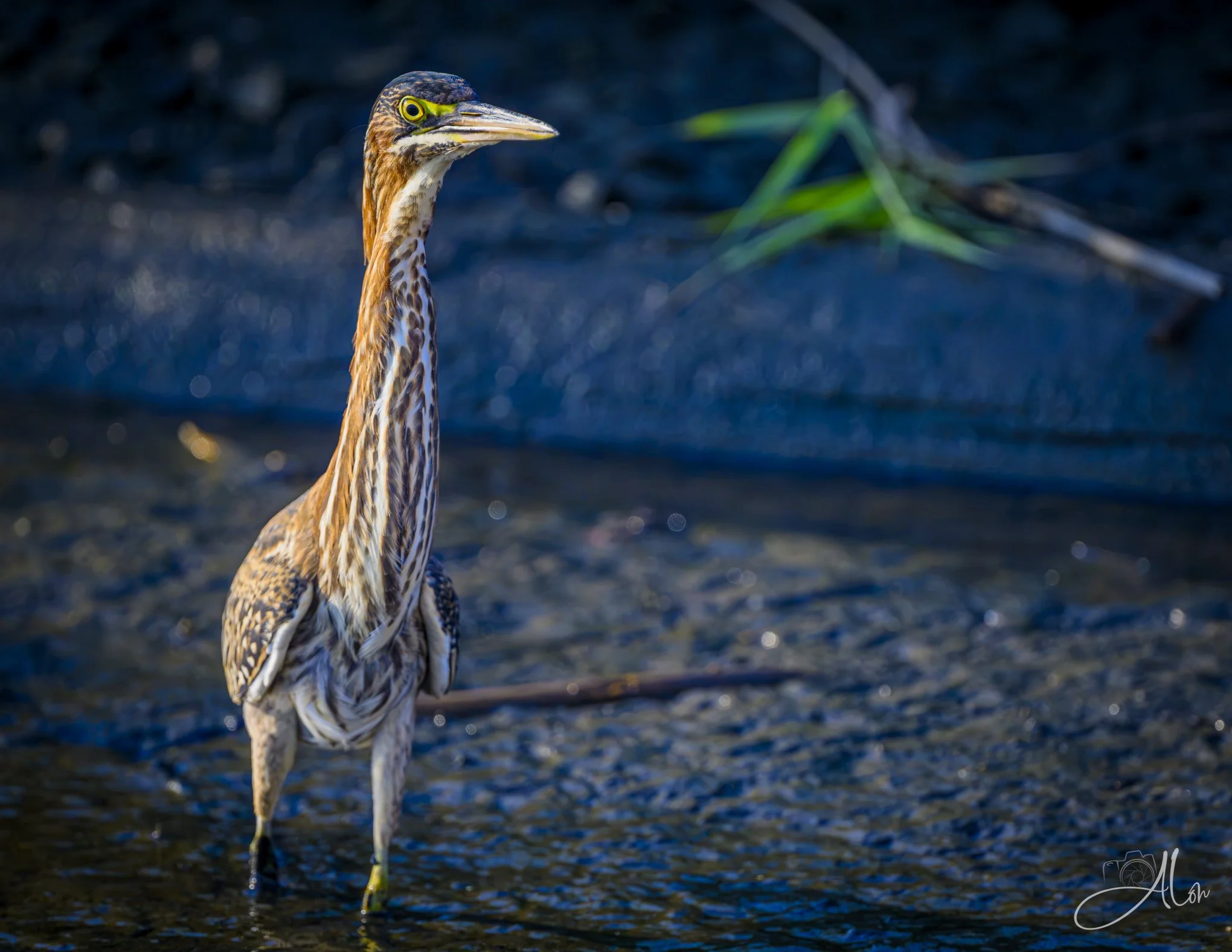Periscopic (Green Heron) 082826_5132