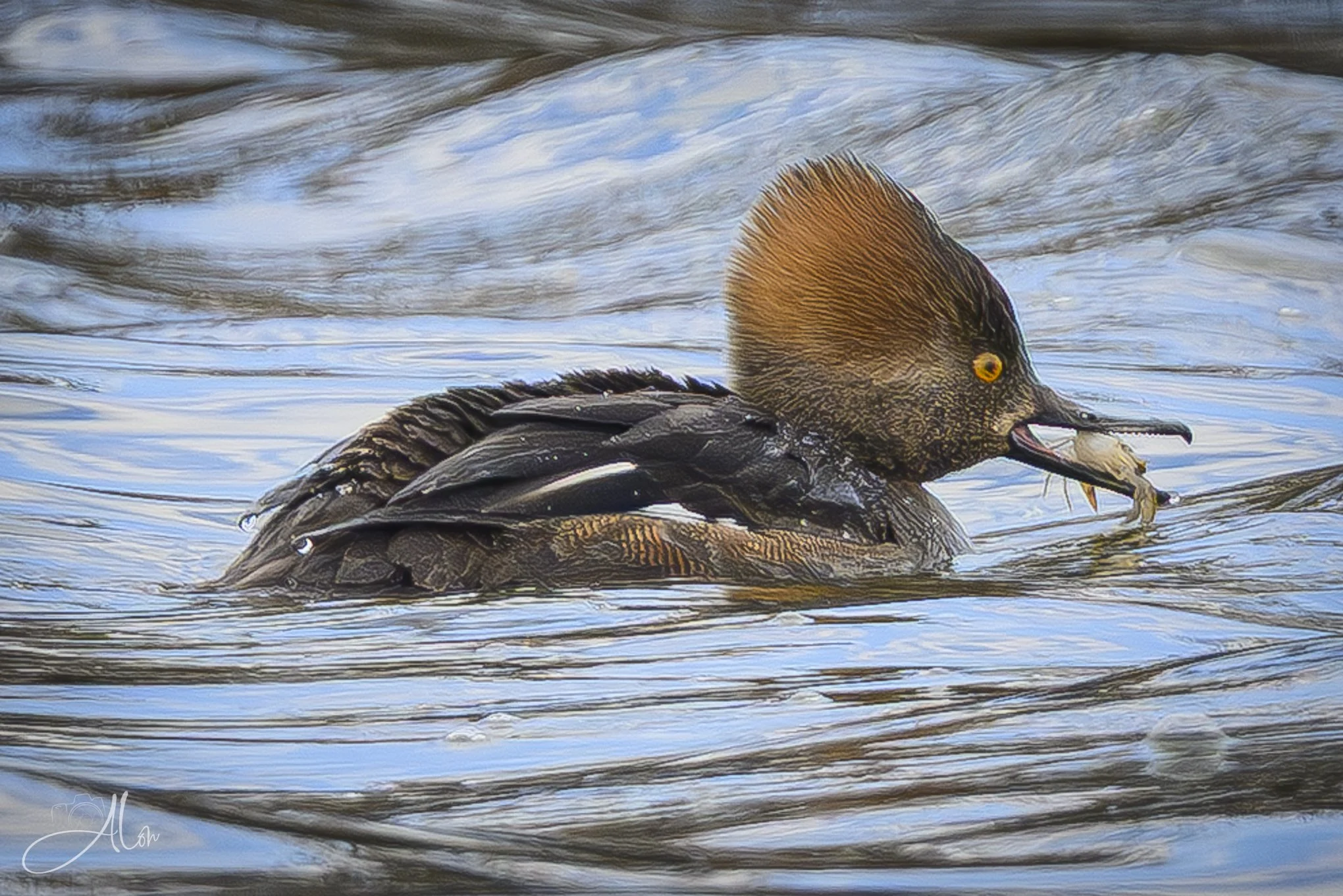 I Got Crabs
(Hooded Merganser)
0Z81956