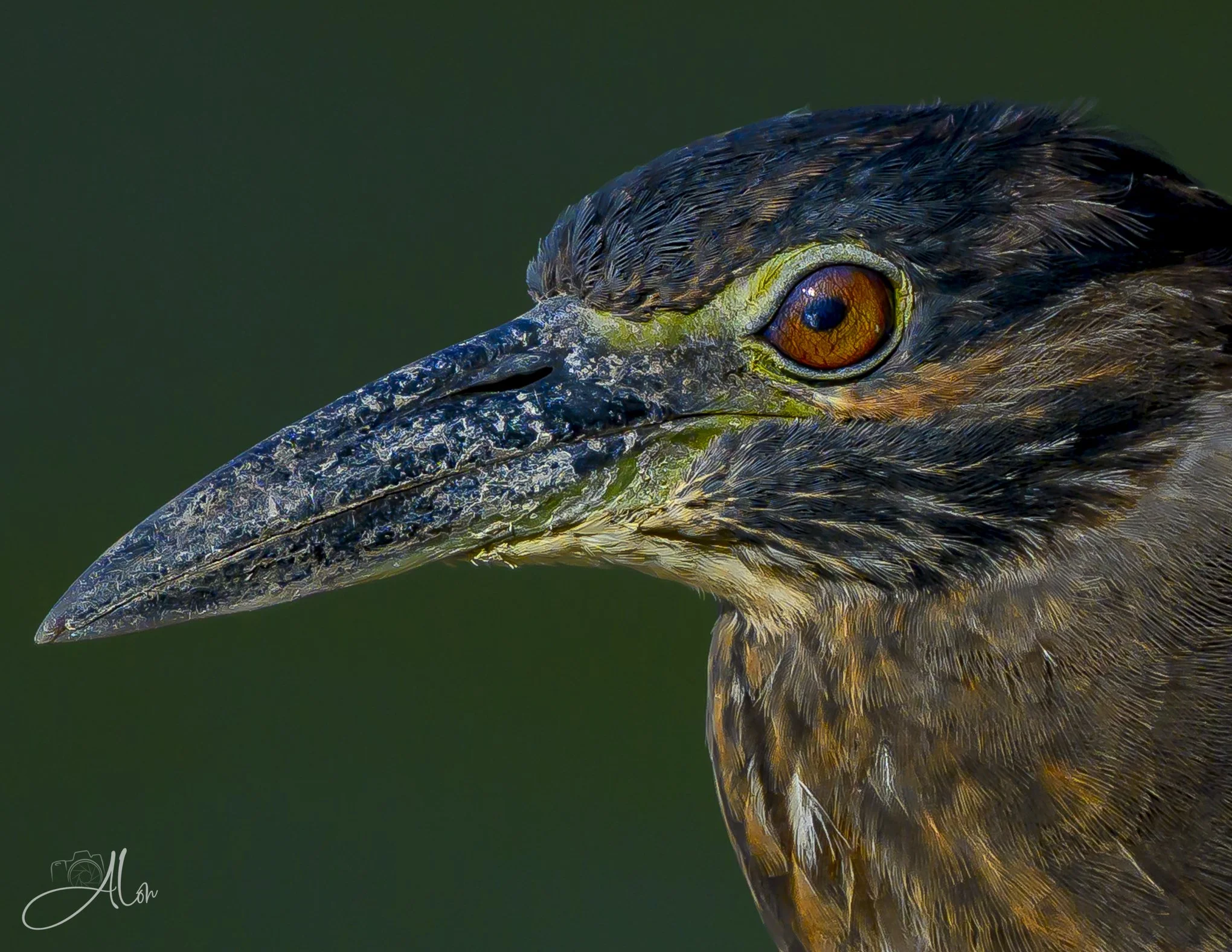 Nicked It Ating (Yellow-Crowned Night Heron) 080326_5487