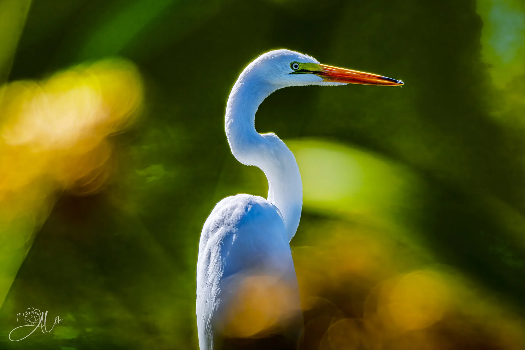 Bright Bokeh
(Great Egret)
0Z80024