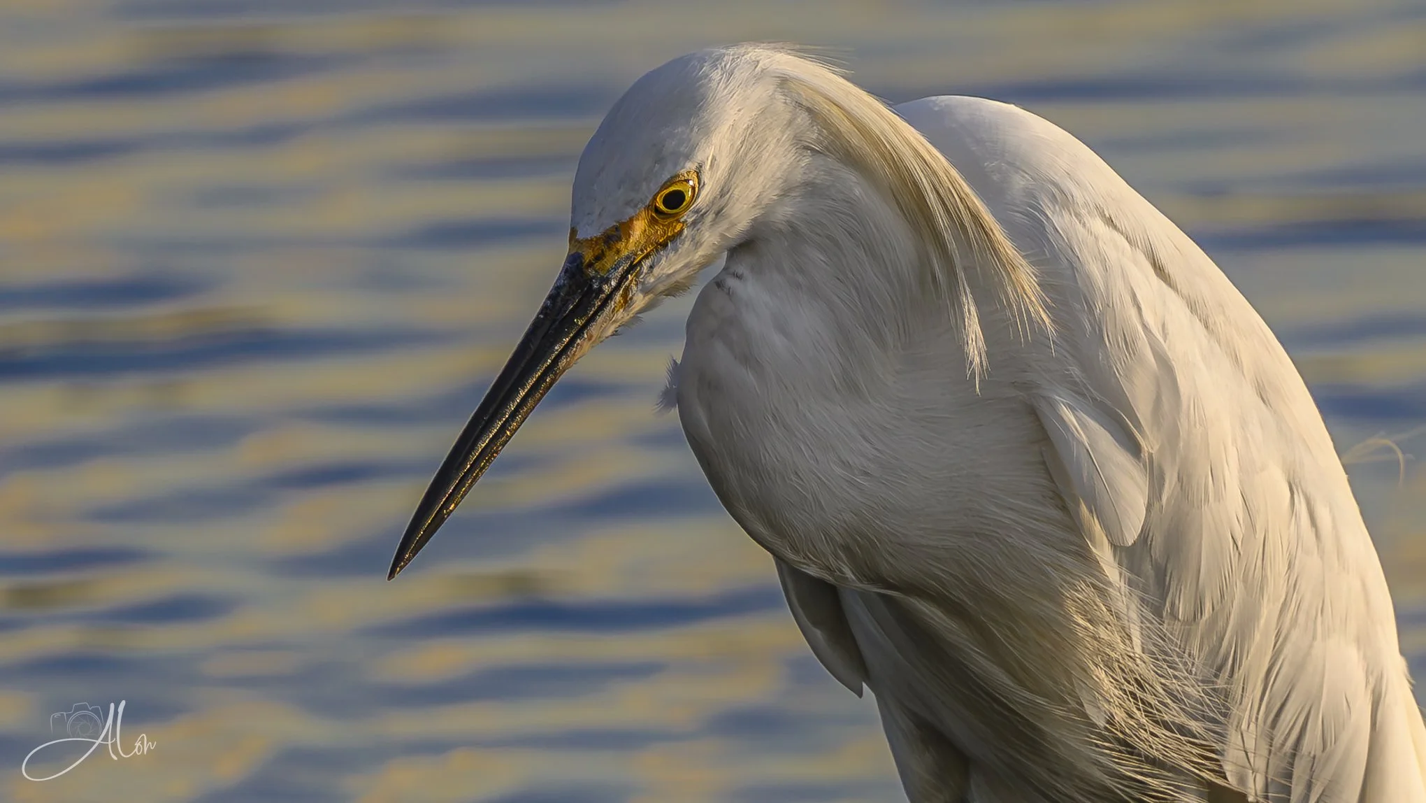 Mullet (Snowy Egret) 20260731_0053